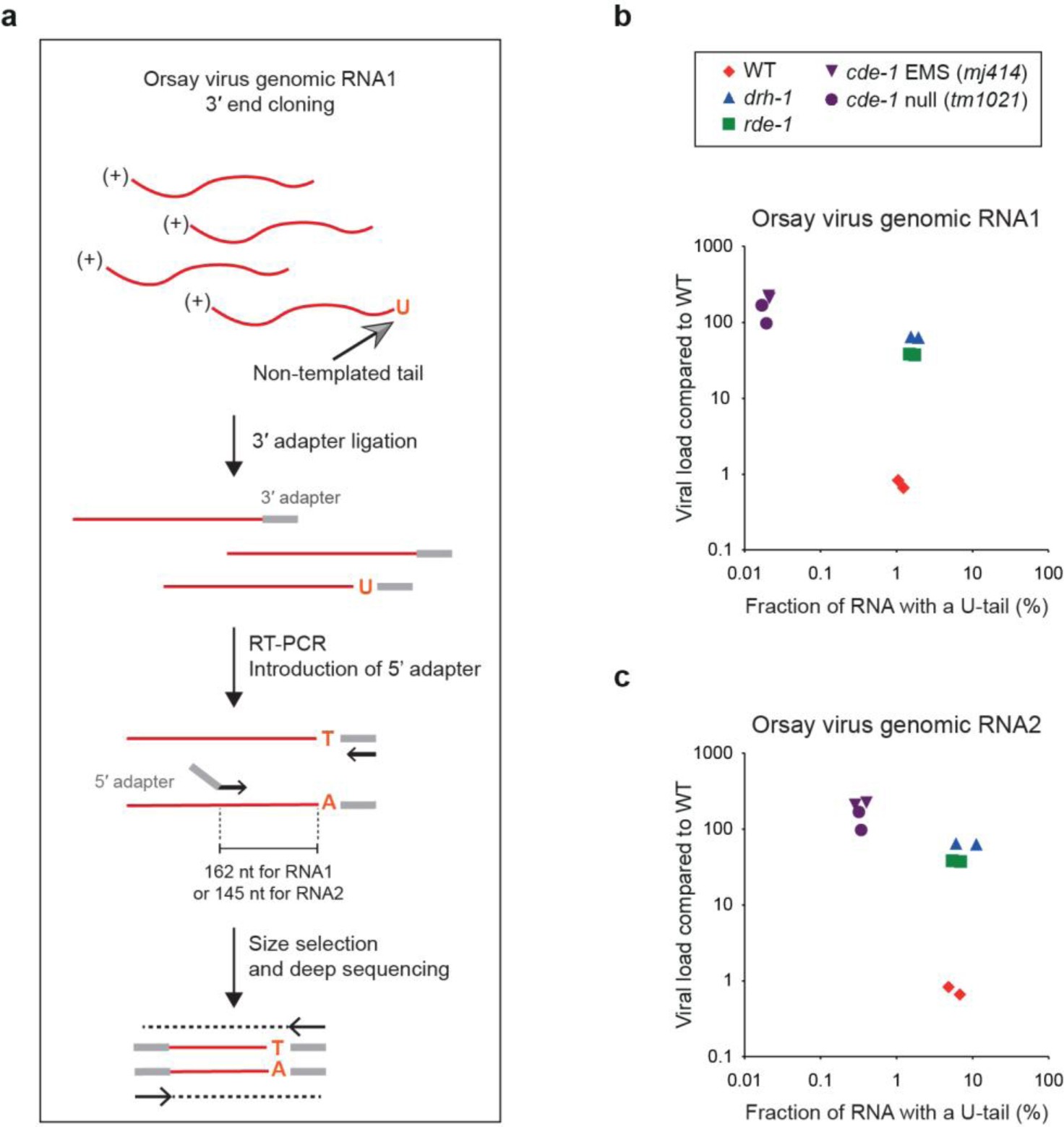 Supplementary Figure 7: The 3′ end of the OrV genome contains CDE-1-dependent nontemplated U tails.