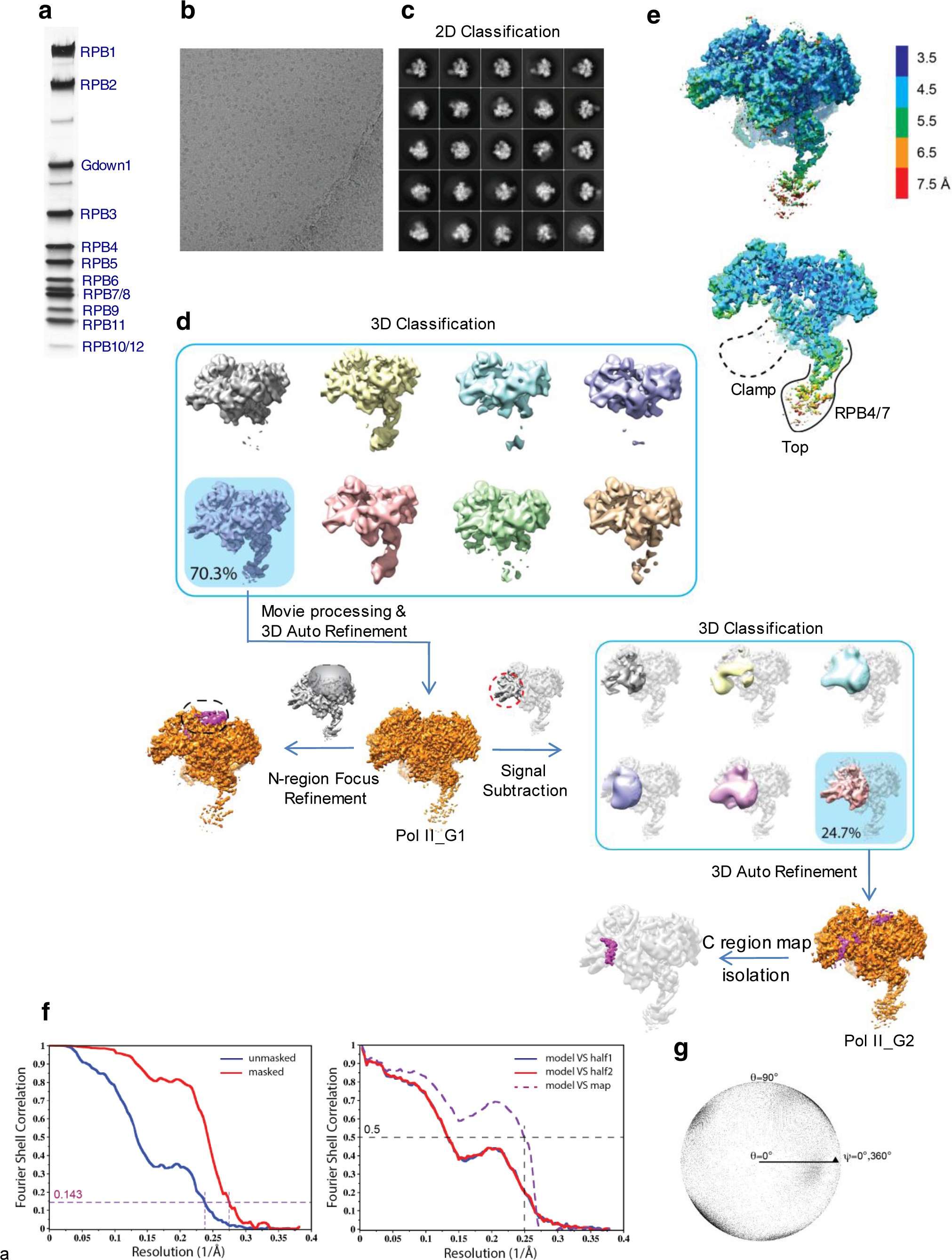 Supplementary Figure 1