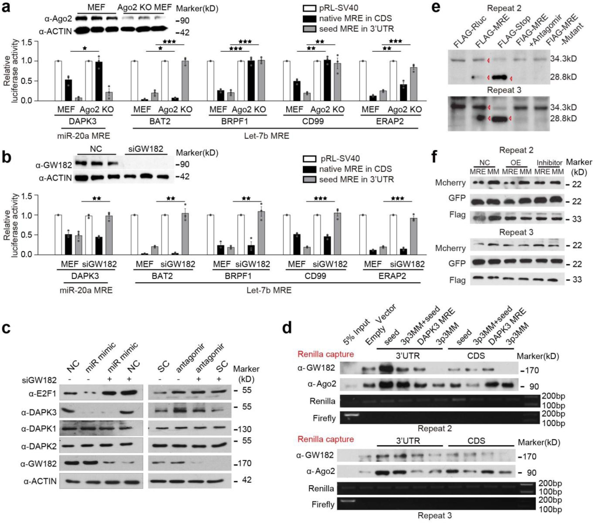 Supplementary Figure 4: Functional test for Ago2 or GW182 dependency and for CDS-targeted miRNA to induce translation abortion.