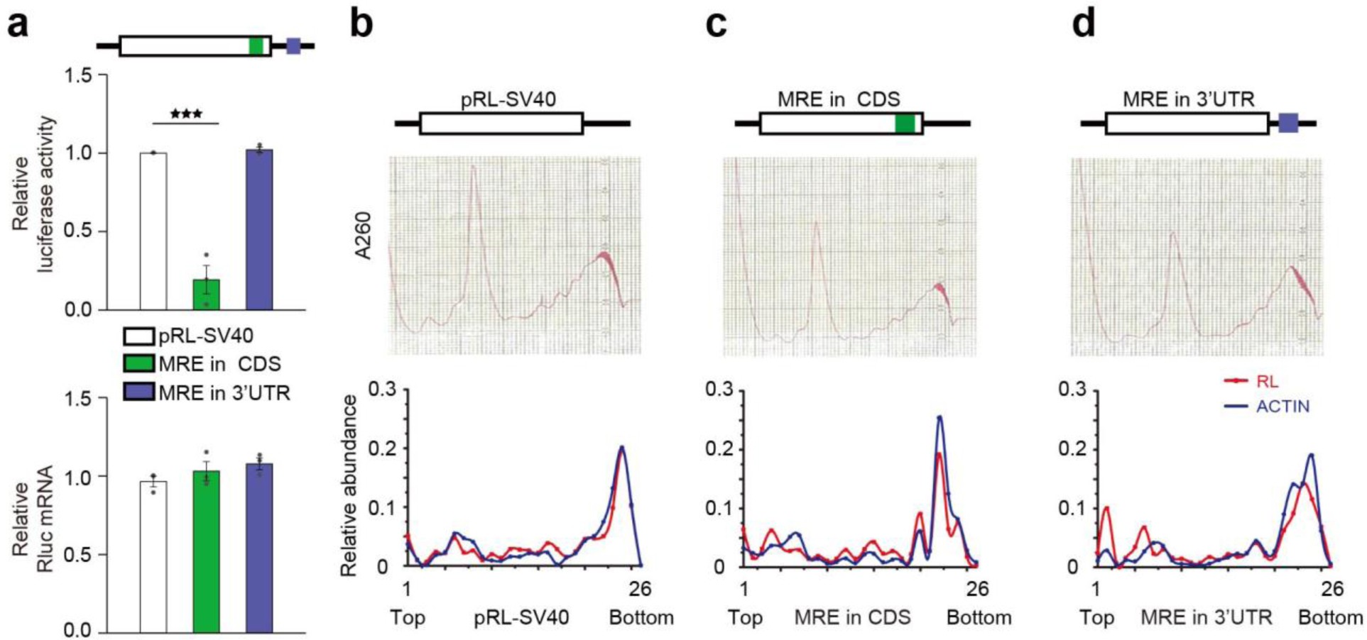 Supplementary Figure 6: CDS-targeted miRNA does not alter overall polysome profiles.