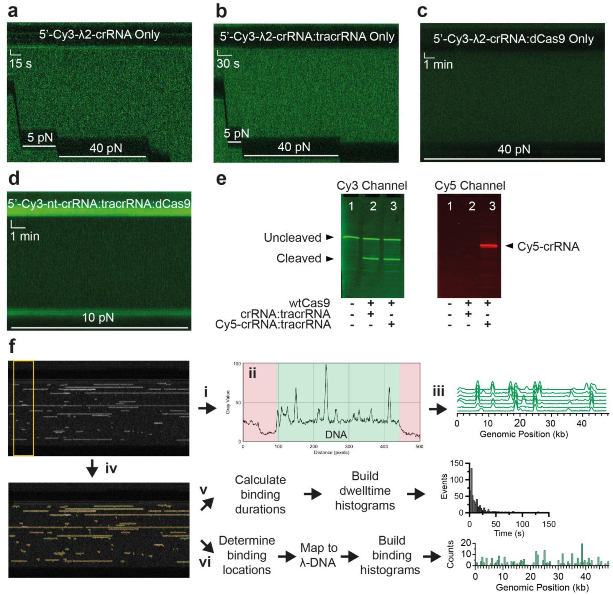 Supplementary Figure 1: No binding is observed with crRNA alone, with crRNA:tracrRNA or crRNA:Cas9 at low or high force or with nt-crRNA:tracrRNA:dCas9 at low force.