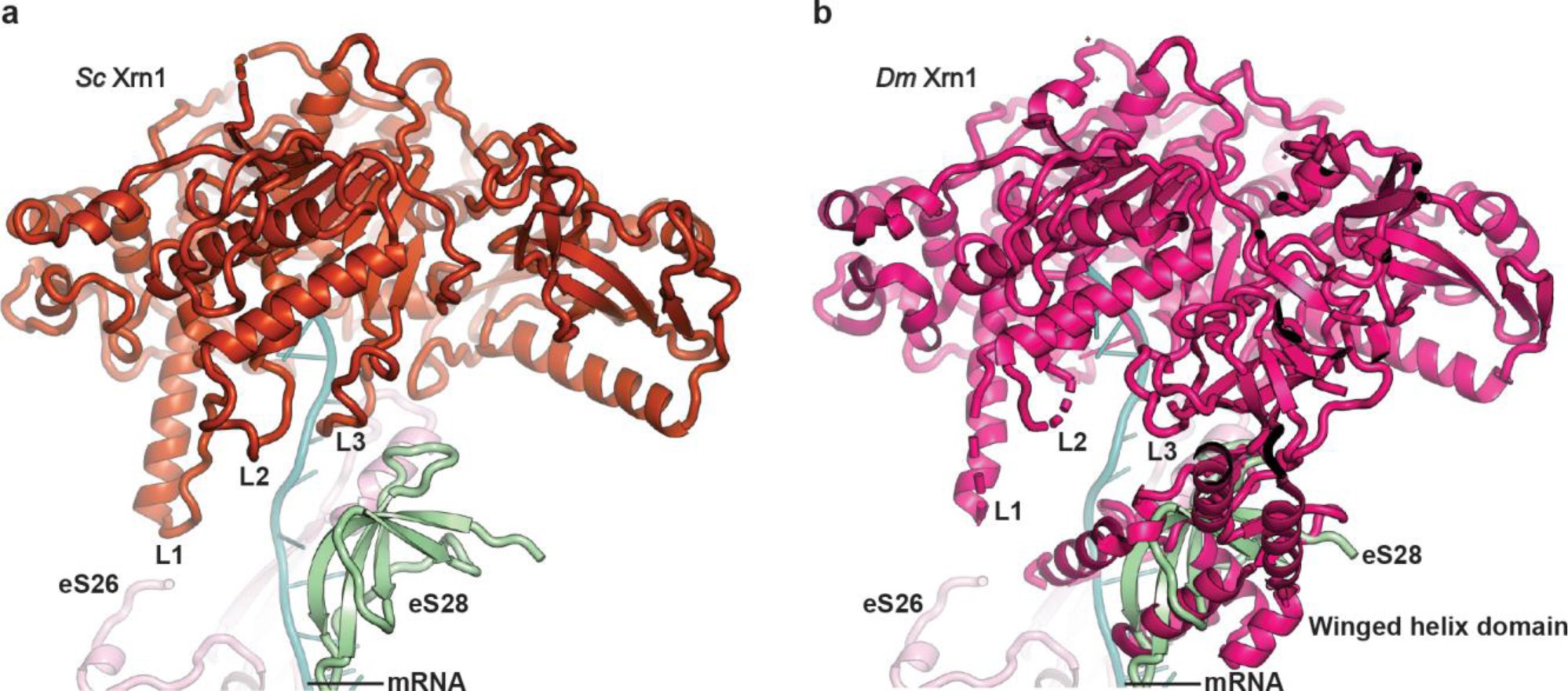 Supplementary Figure 6: Structure comparison of ribosome-bound Xrn1.