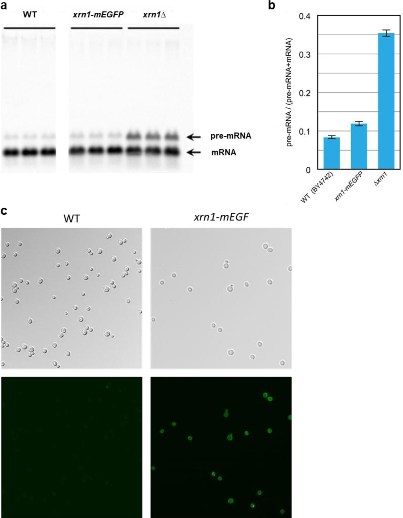 Supplementary Figure 7: Xrn1-mEGFP validation.