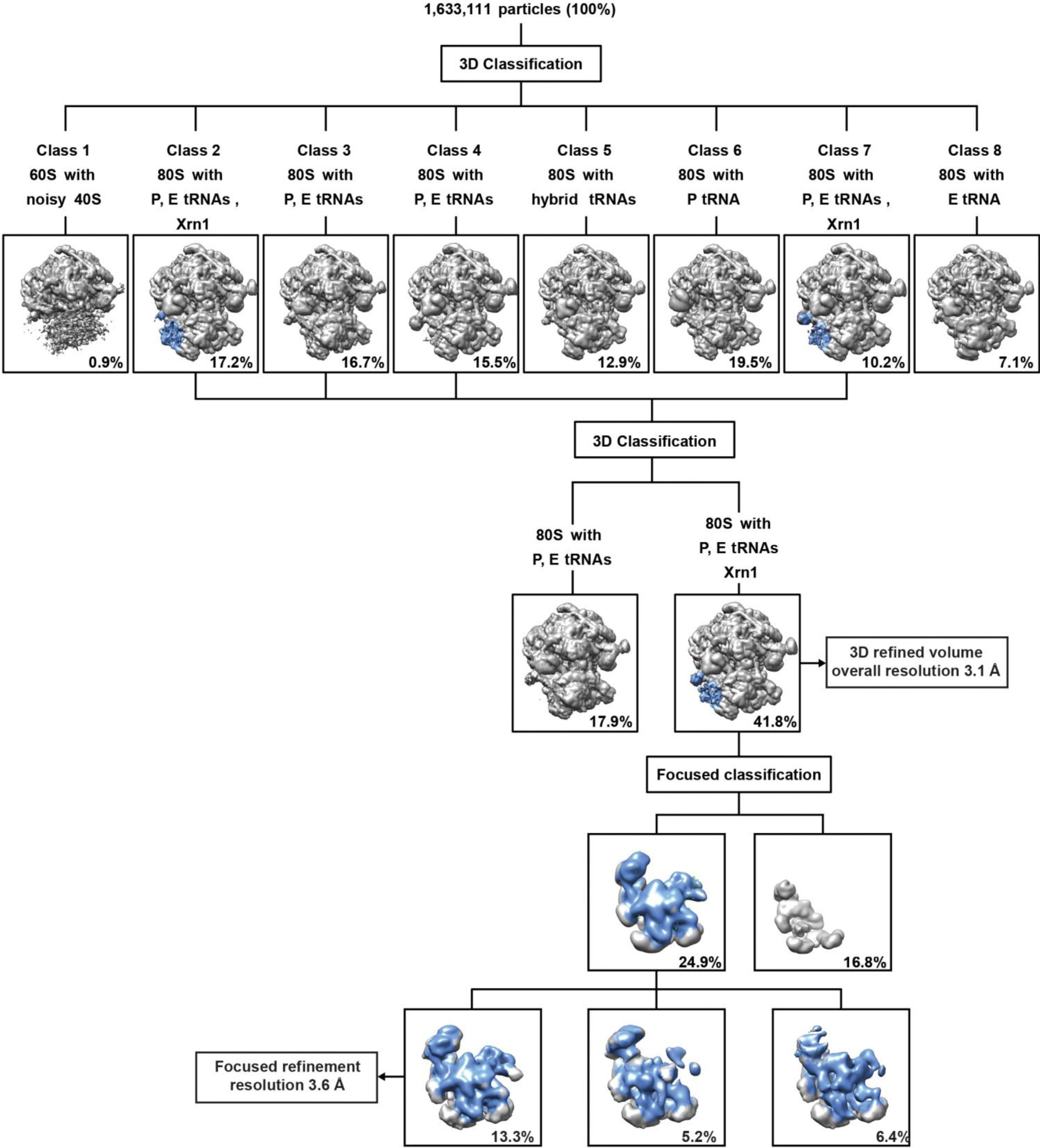 Supplementary Figure 2: 3D classification of the 80S–Xrn1 cryo-EM dataset.