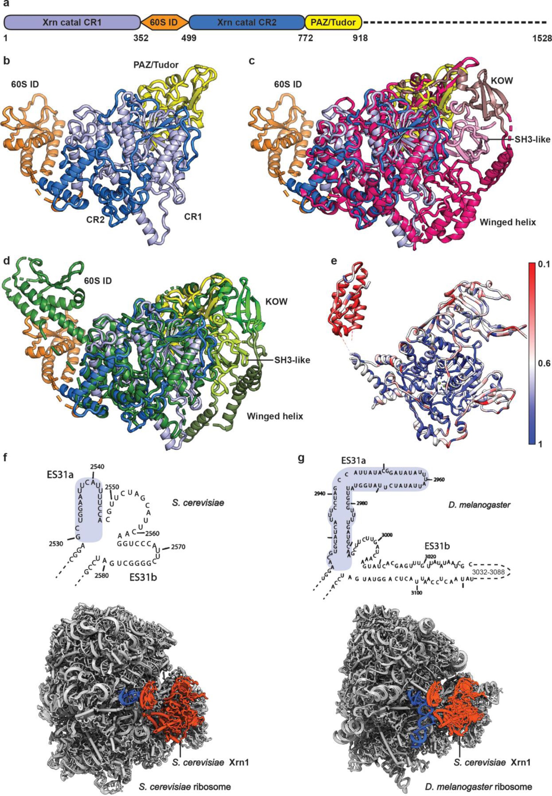 Supplementary Figure 5: Domain composition and evolutionary features of Xrn1.