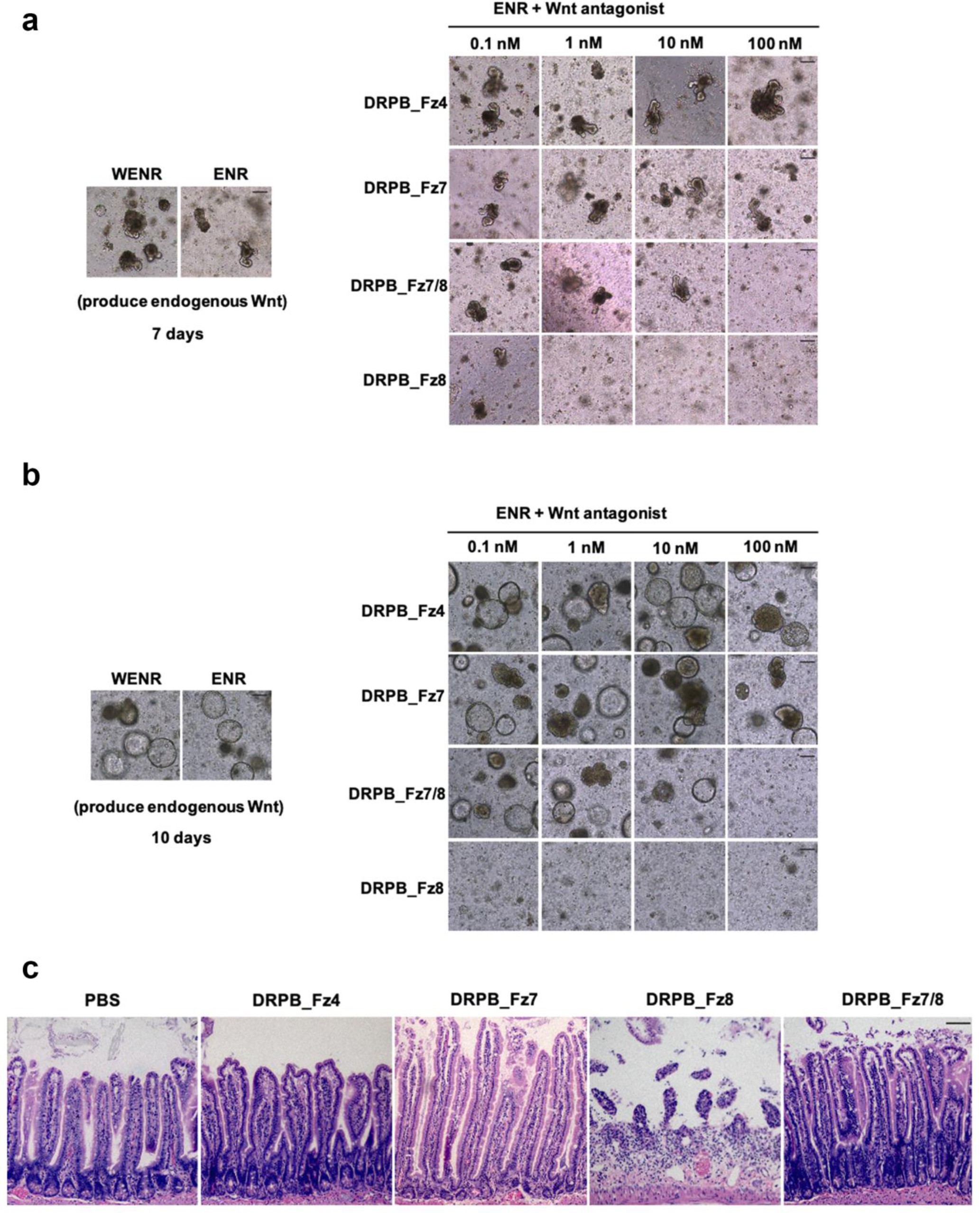 Supplementary Fig. 7