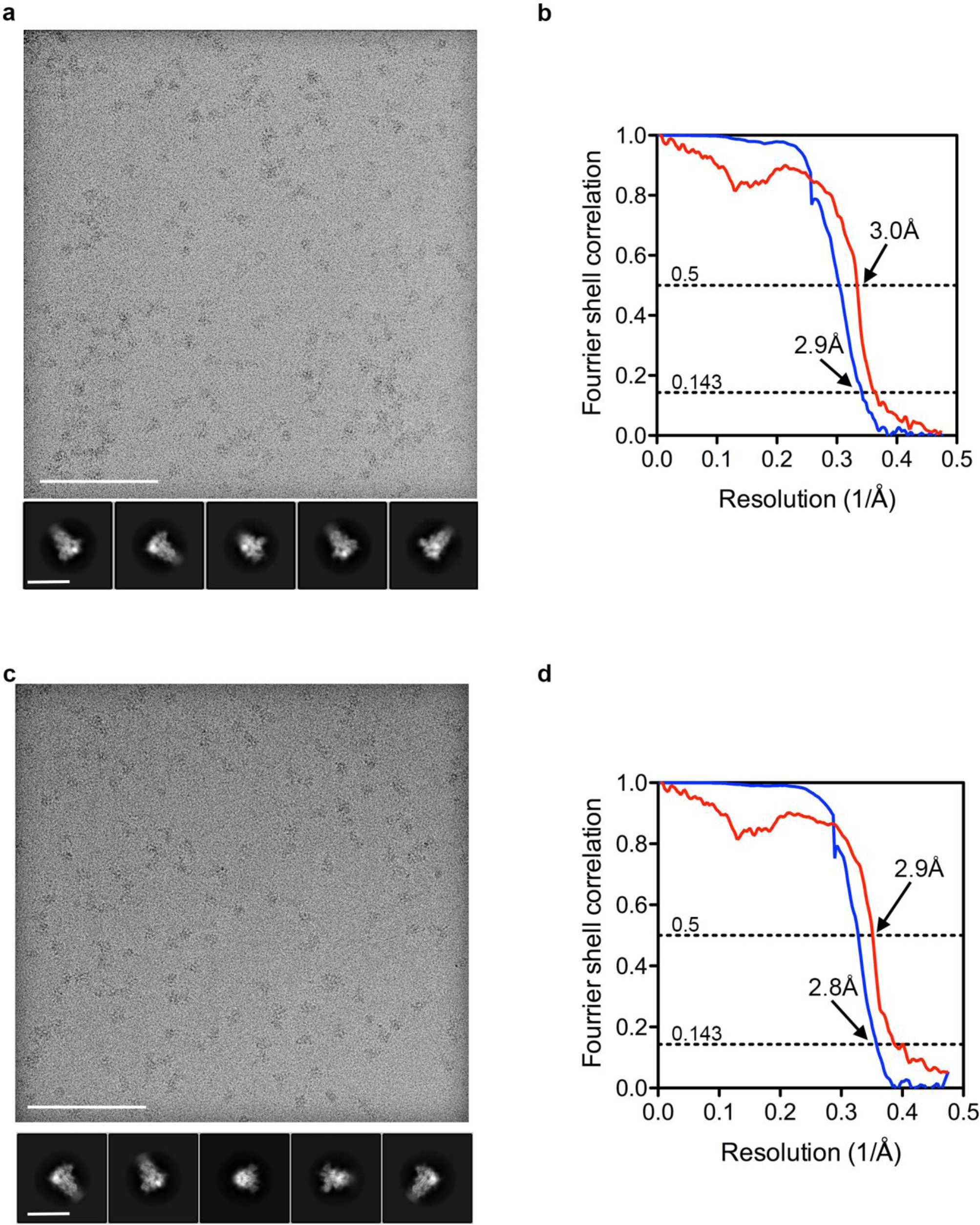 Supplementary Figure 1: CryoEM analysis of apo and holo HCoV-OC43 S glycoprotein.