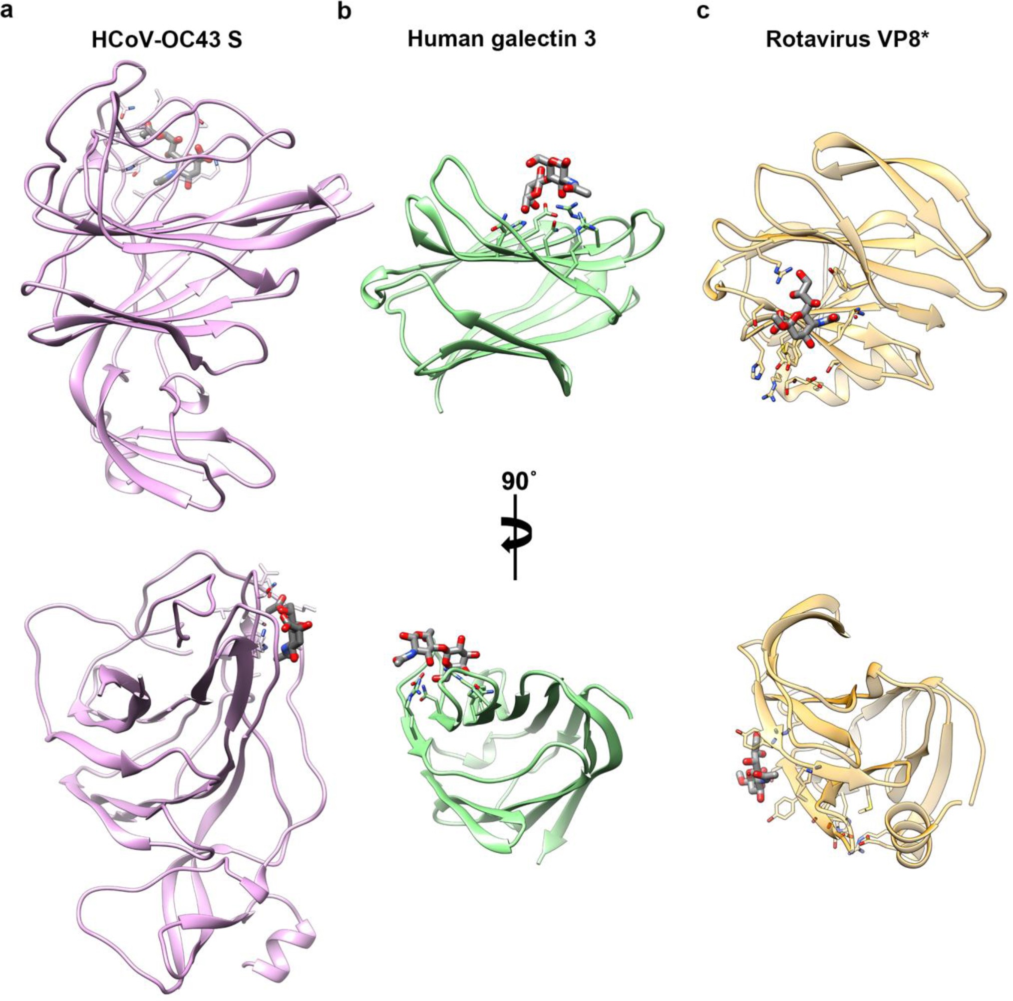 Supplementary Figure 2: Carbohydrate ligands are recognized by distinct regions of the HCoV-OC43 S, human galectin-3 or rotavirus VP8* β-sandwich.