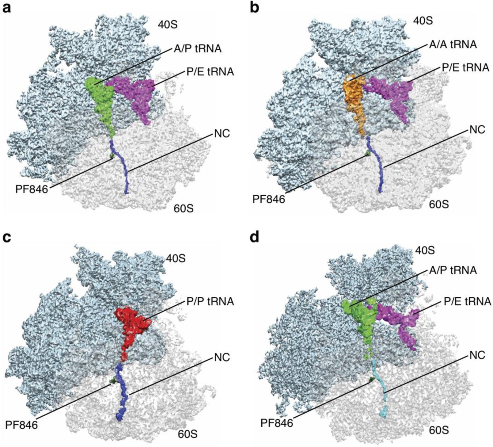 Supplementary Fig. 5: Cryo-EM reconstructions of PF846-stalled PCSK9 and USO1 RNCs.