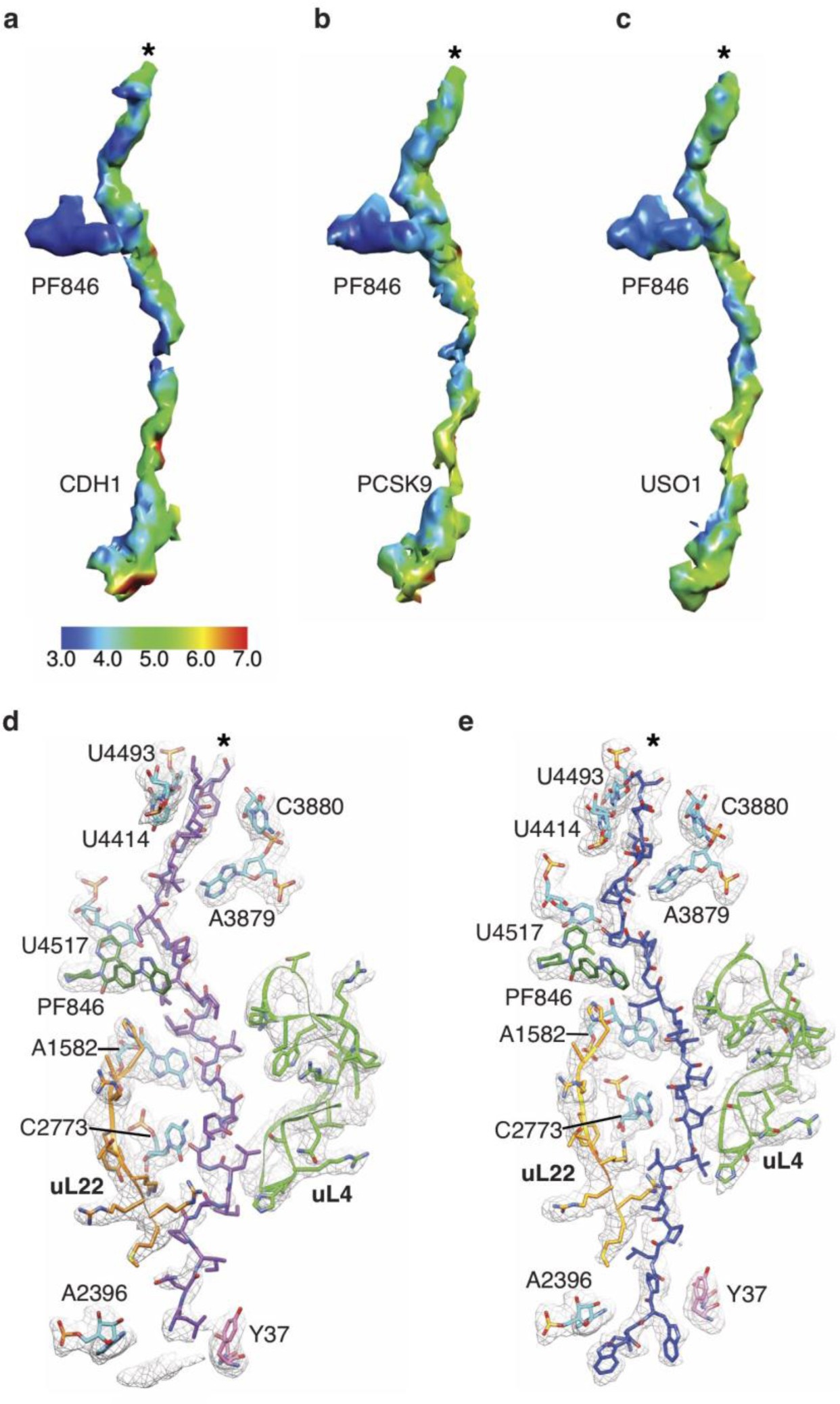 Supplementary Fig. 8: Cryo-EM densities of PF846-stalled nascent chains.