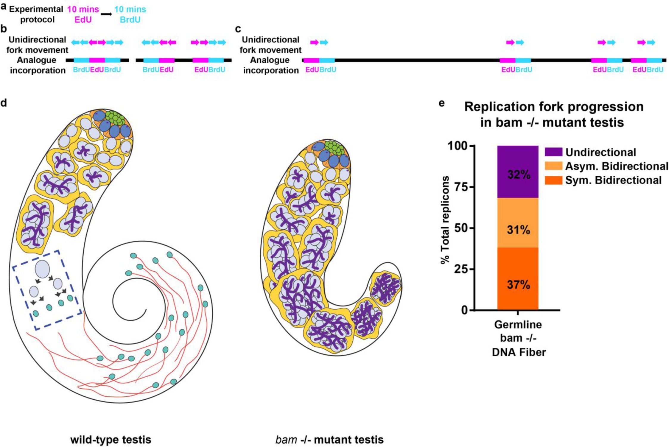 Supplementary Figure 5: DNA fiber dual-pulse experiments in bam mutant testis.