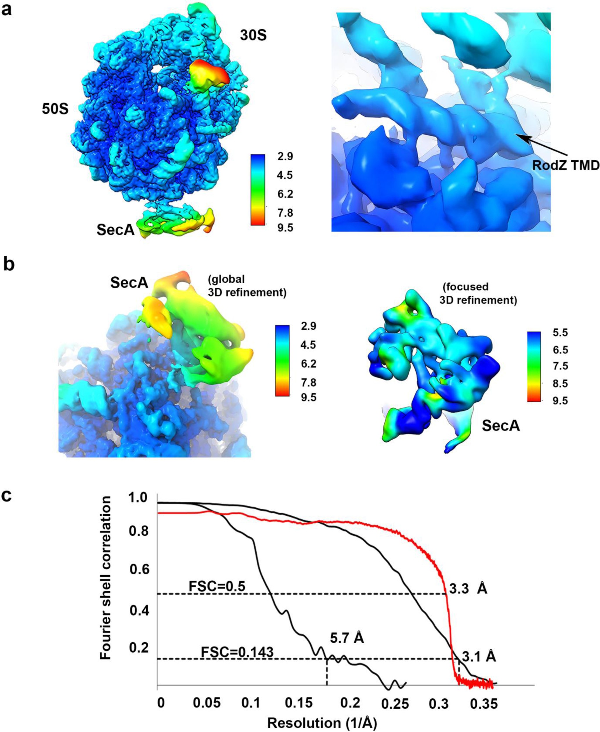 Supplementary Figure 4: Local resolution and validation of the cryo-EM maps.
