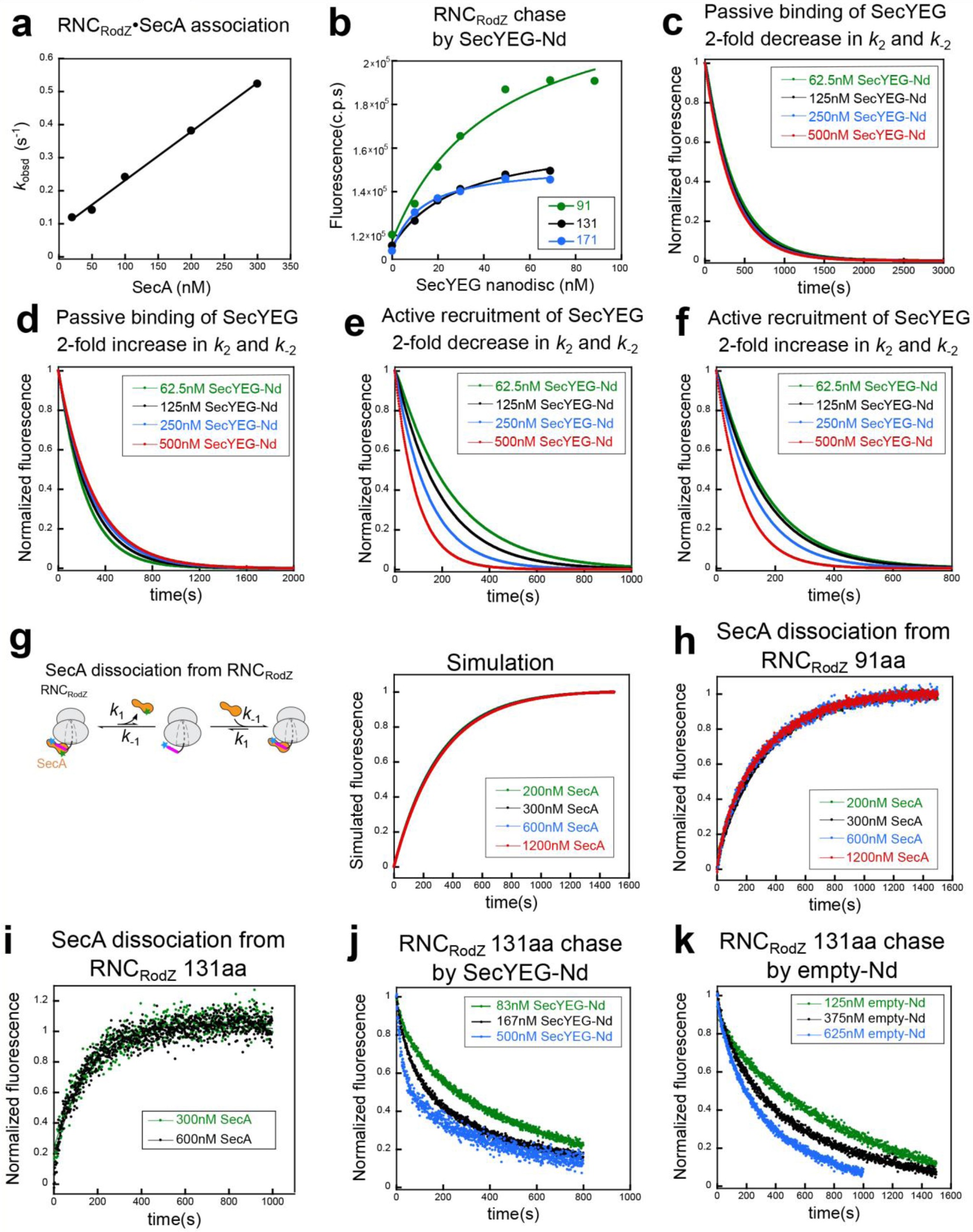 Supplementary Figure 7: Supporting information for the kinetic simulations, and additional data for chase experiments of the RNCRodZ–SecA complex.