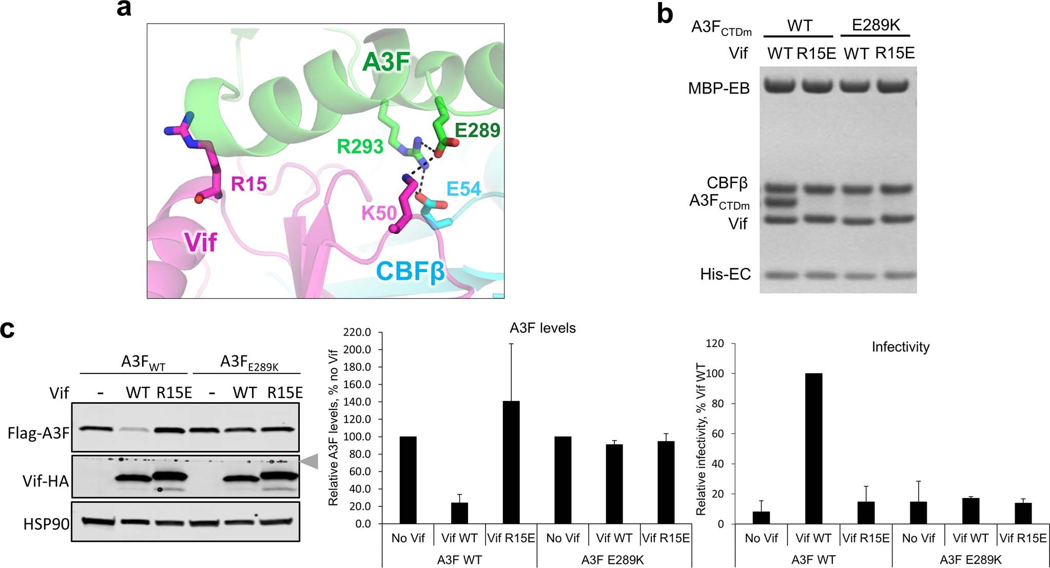 Extended Data Fig. 7: HIV1-Vif R15 does not interact with A3F E289.