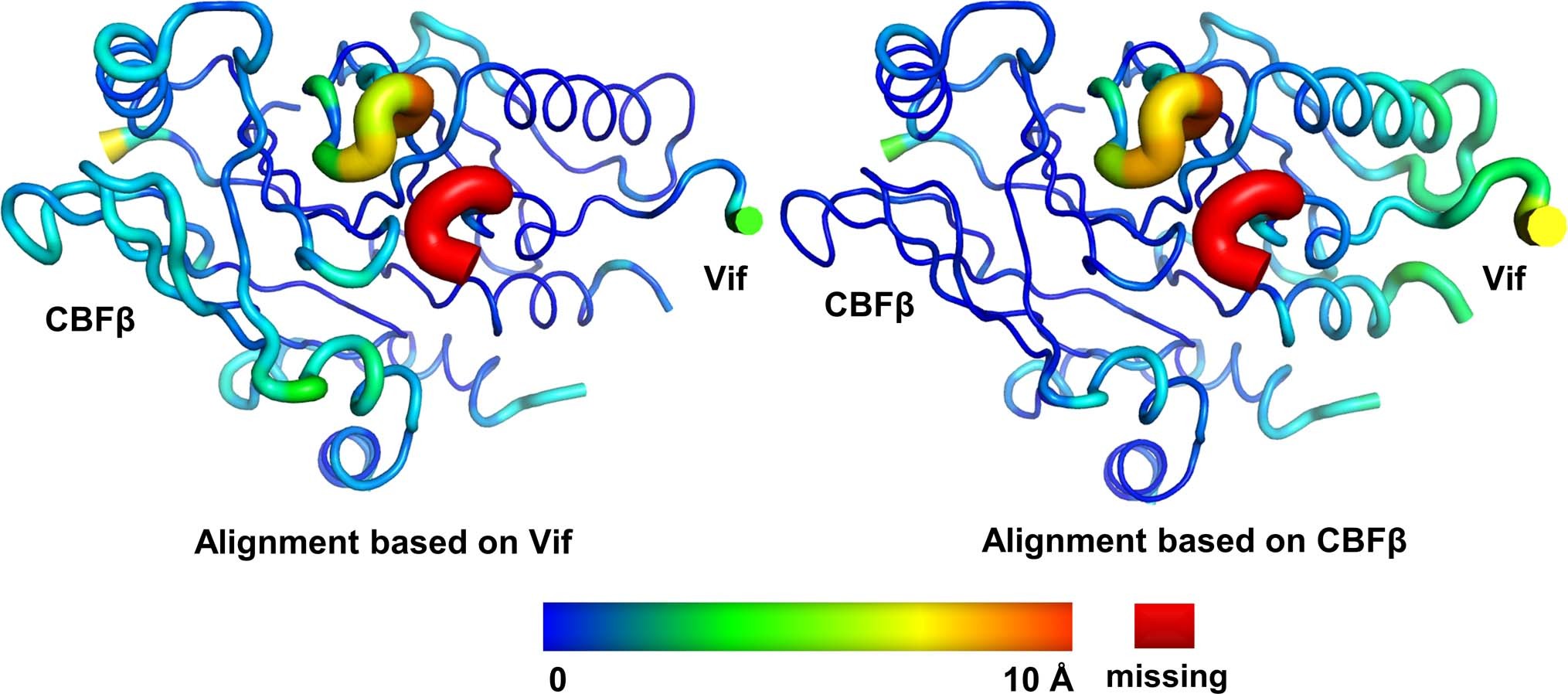Extended Data Fig. 3: The relative conformational changes between Vif and CBFβ upon A3FCTDm binding, shown as rainbow putty representations of superpositions.