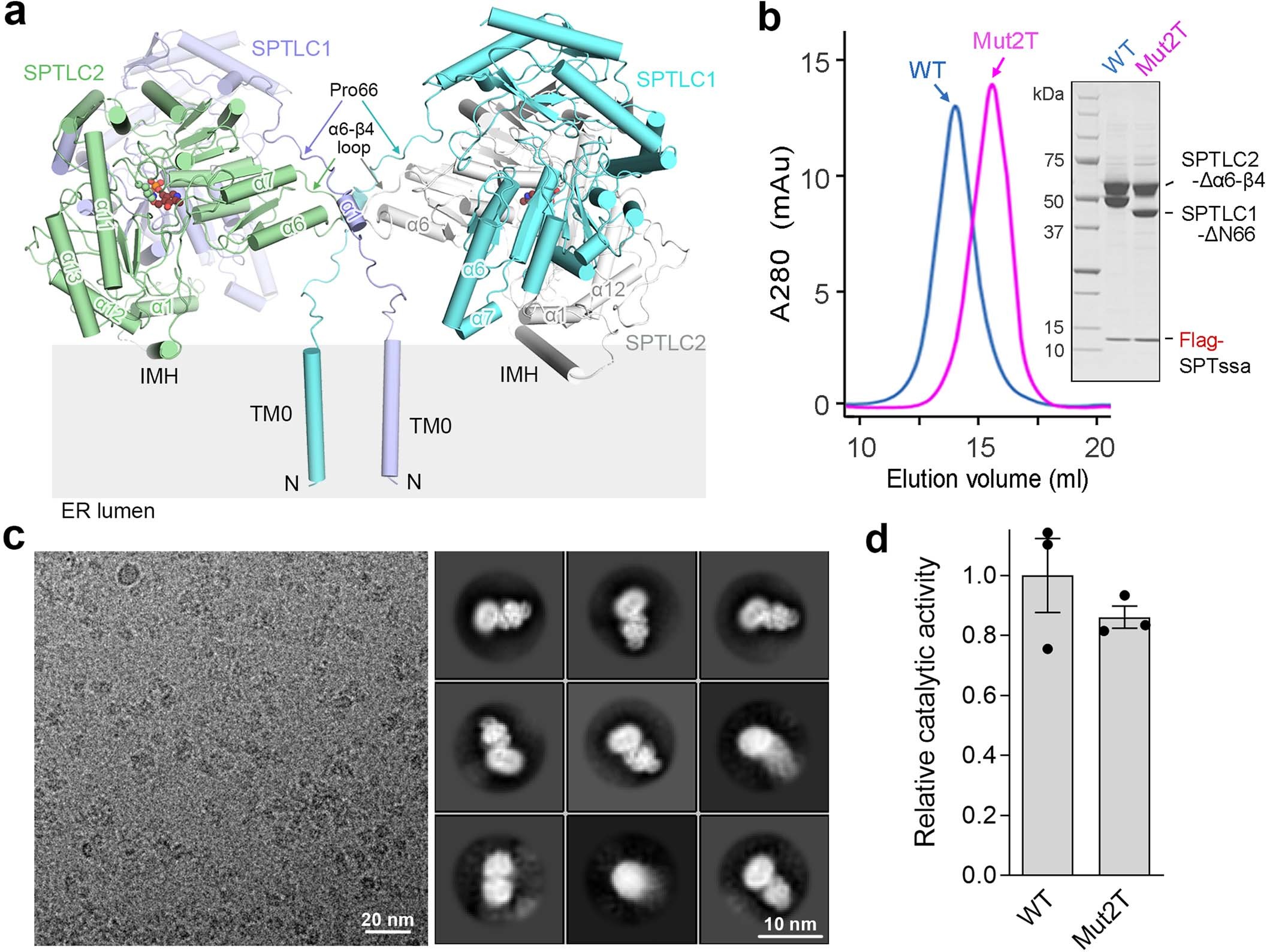 Extended Data Fig. 5: The dimerization interface in the SPT–ORMDL3 complex.