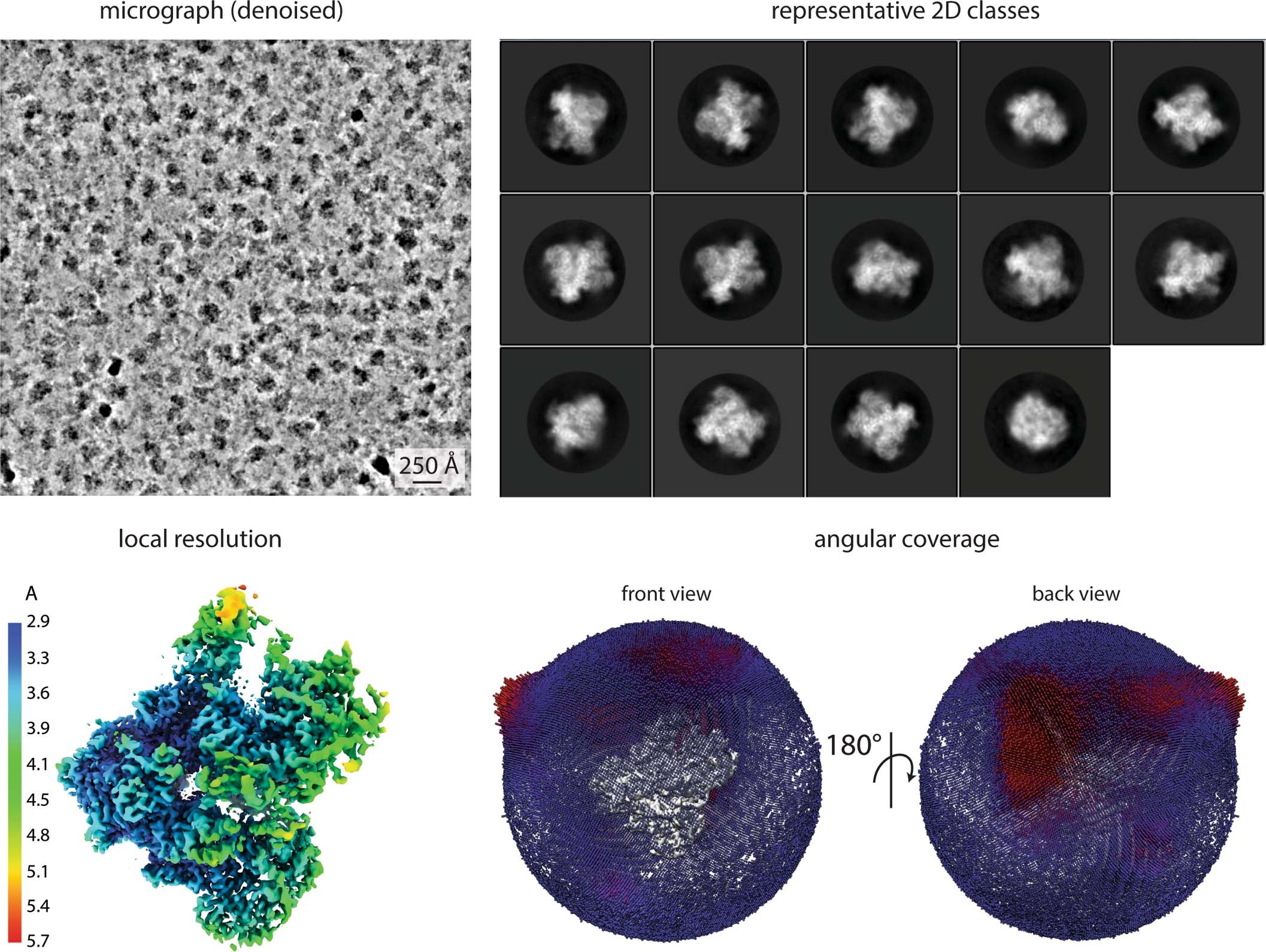 Extended Data Fig. 1: Cryo-EM data quality.