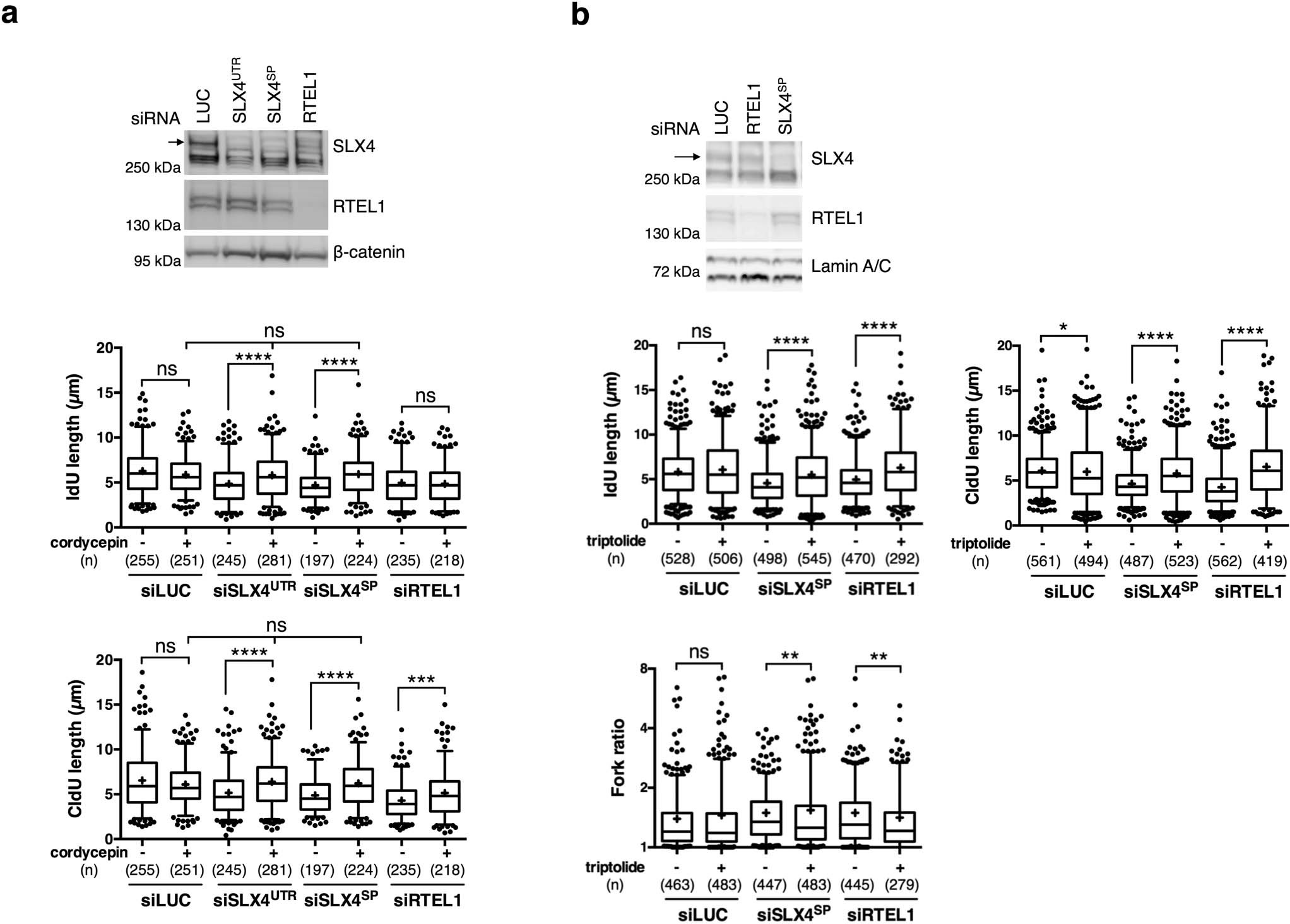 Extended Data Fig. 8: Transcription is toxic to replication in absence of SLX4-RTEL1 complex formation.