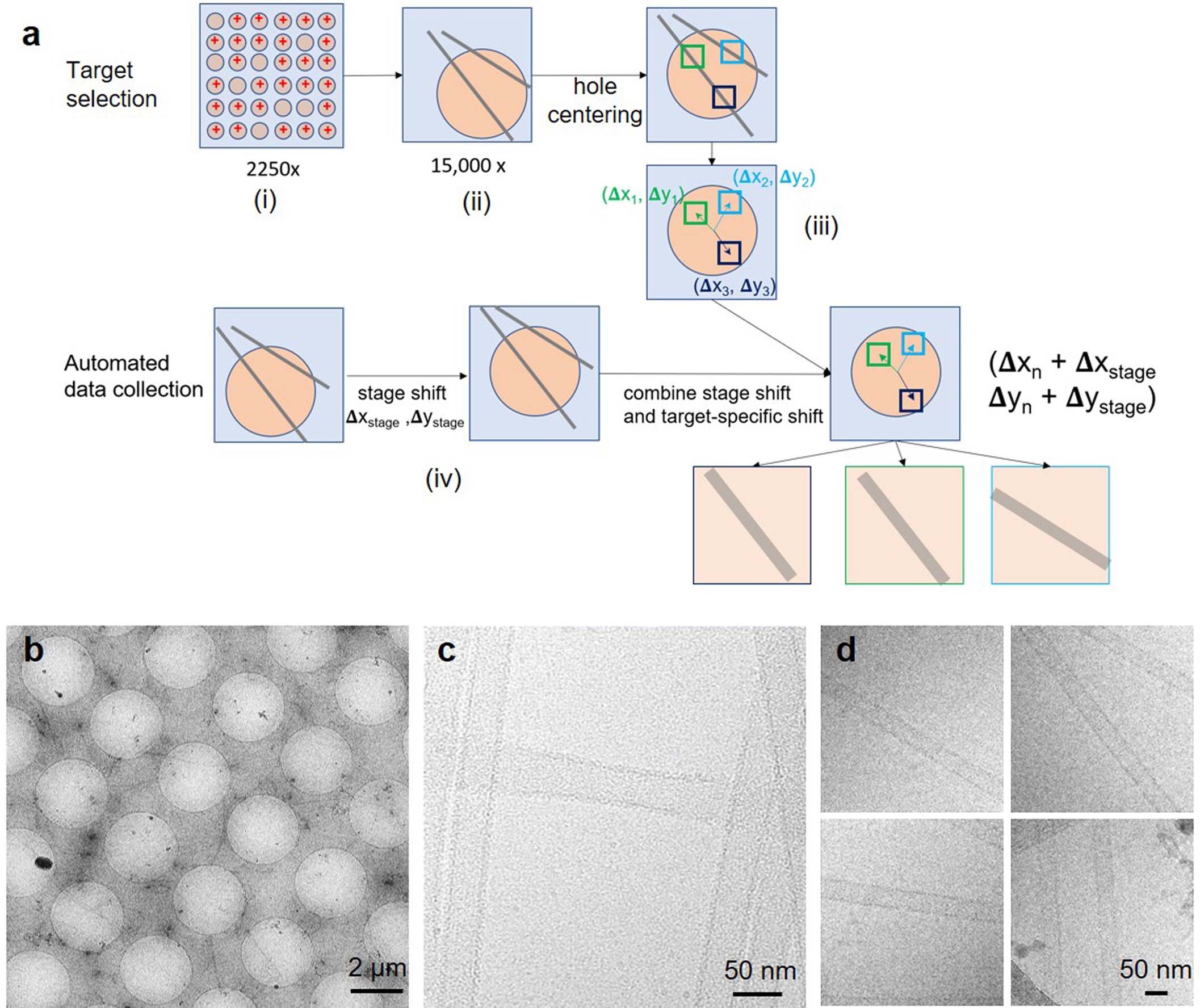 Extended Data Fig. 1: Automated targeted data collection flowchart.
