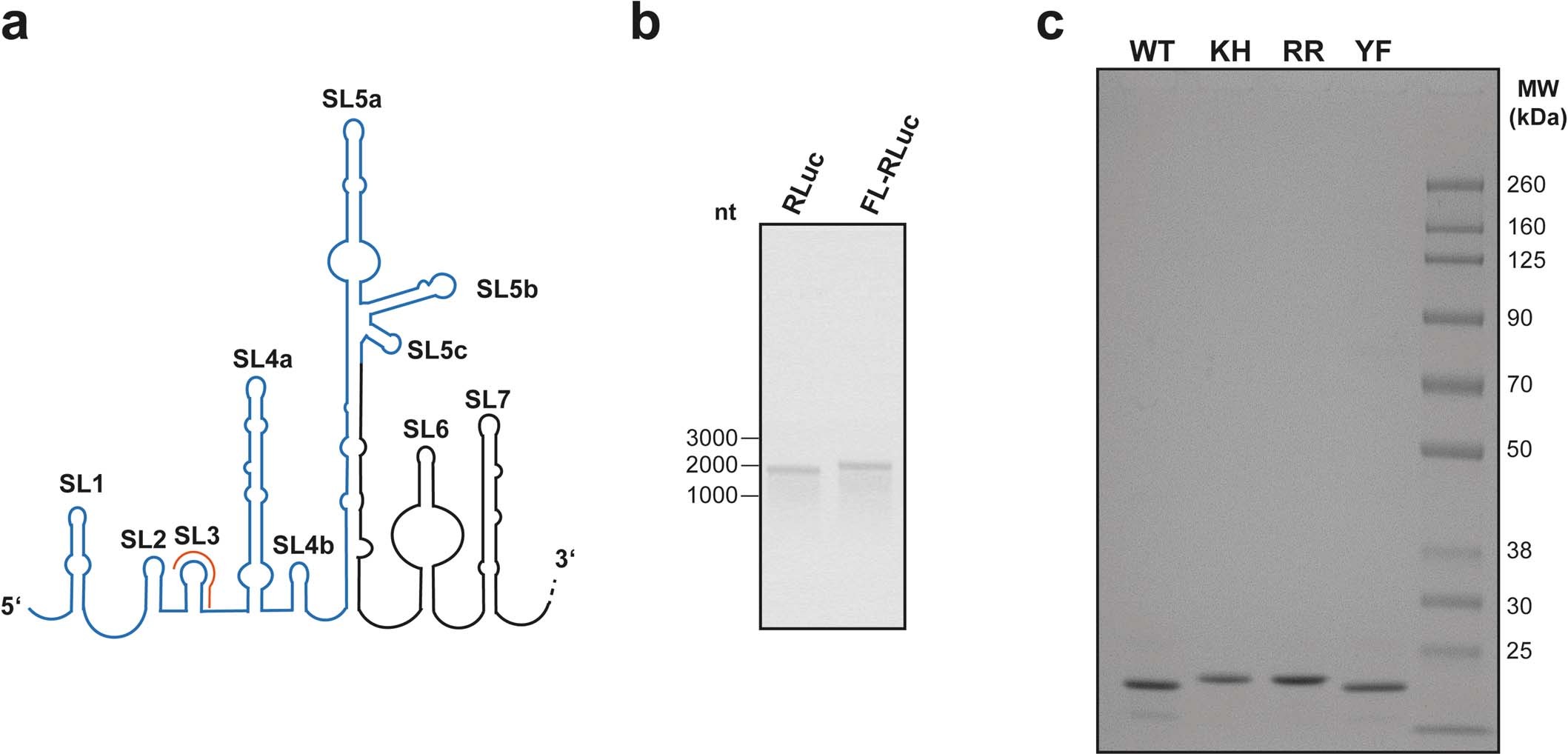 Extended Data Fig. 5: Components of in vitro translation reaction.