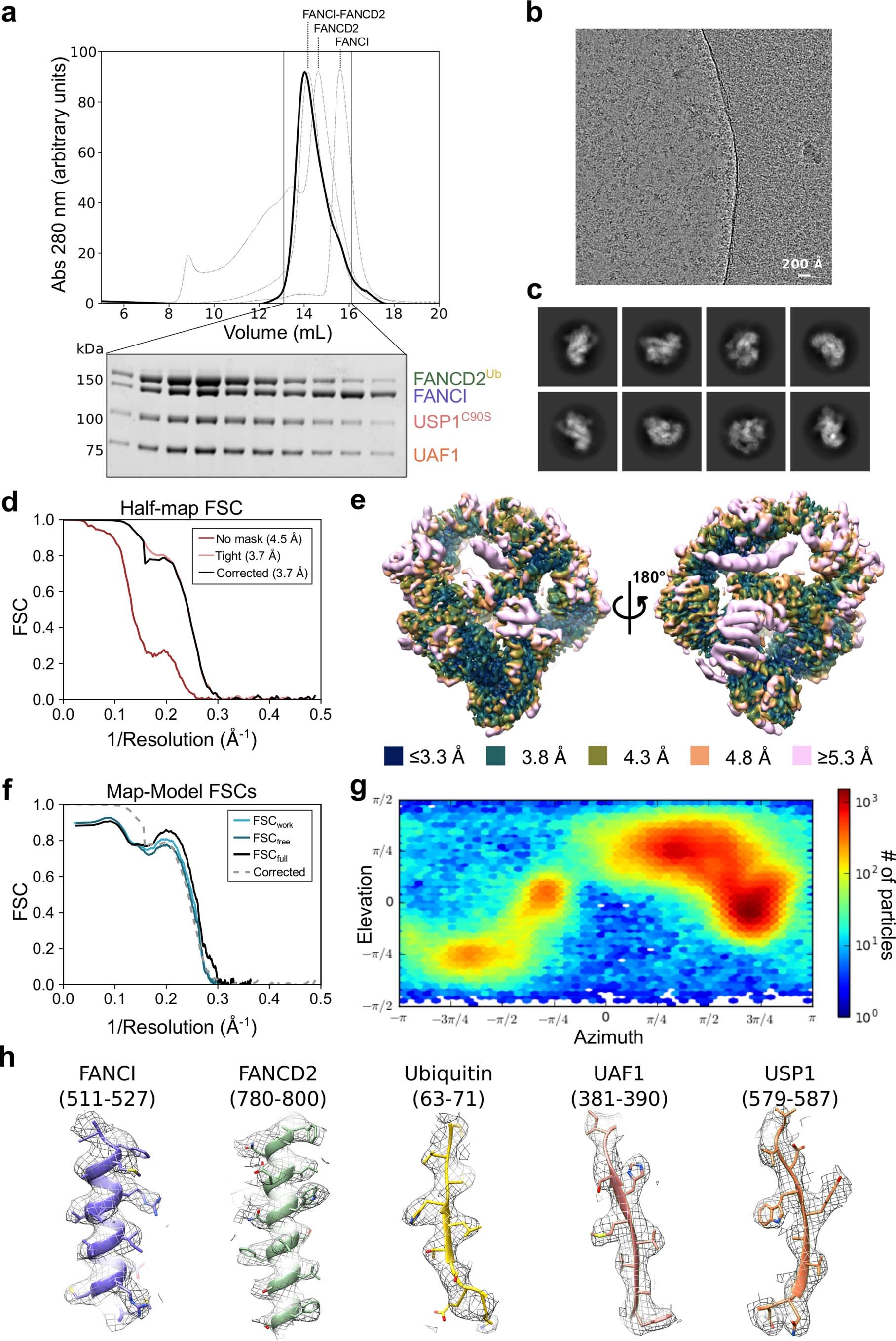 Extended Data Fig. 2: Cryo-EM data processing.
