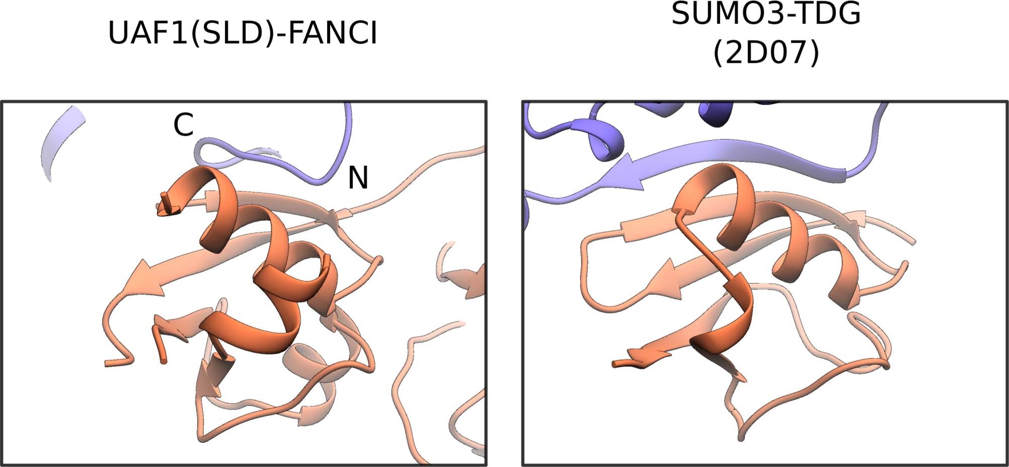 Extended Data Fig. 4: Comparison of the SLD-FANCI interaction with the SUMO3-Thymine-DNA glycosylase (TDG) interaction.