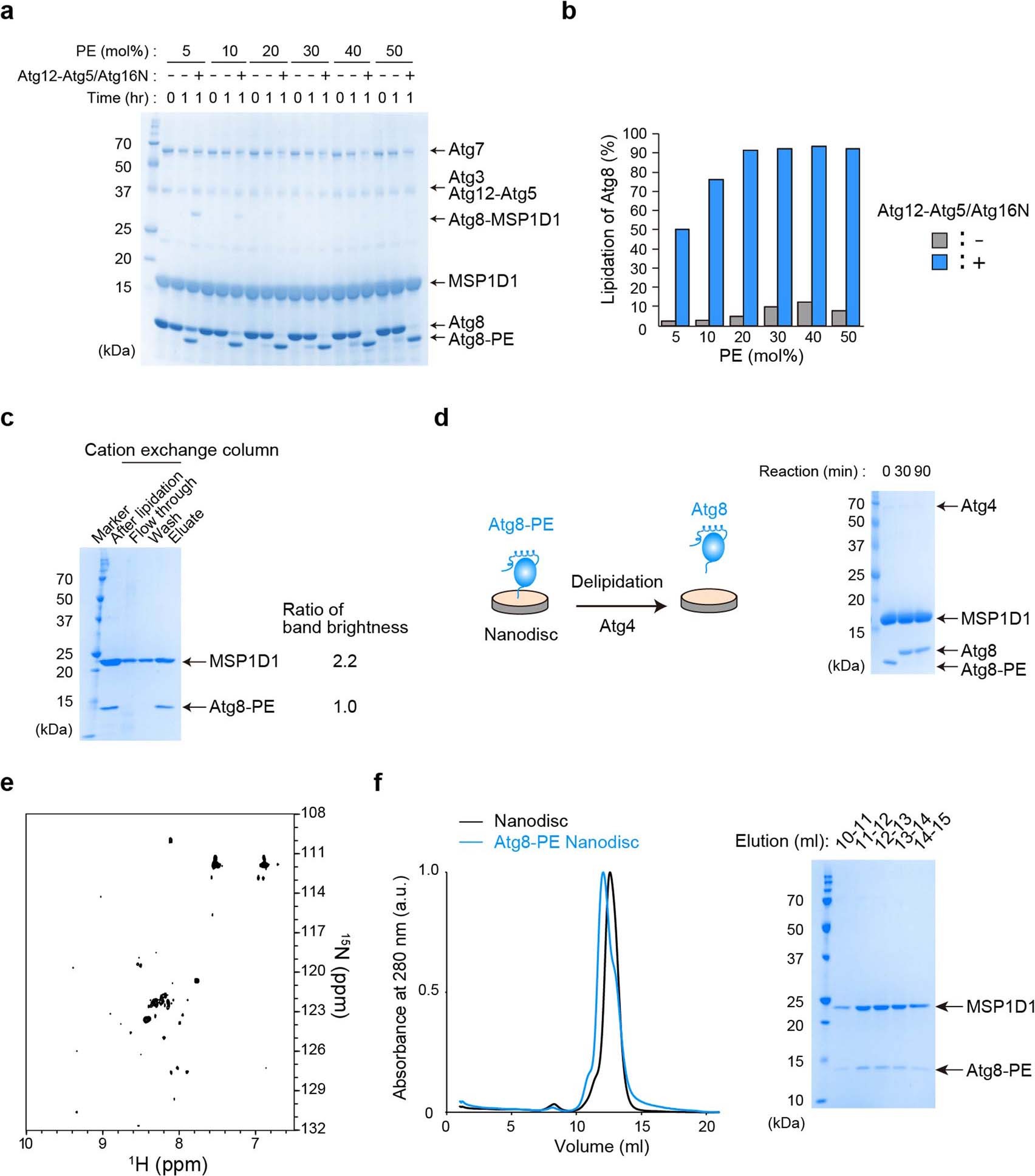 Extended Data Fig. 2: Reconstitution of Atg8-PE onto lipid bilayer nanodiscs.