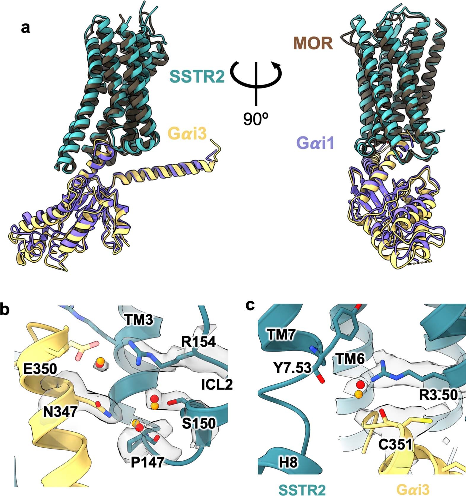 Extended Data Fig. 5: Comparison of SSTR2 Gi3 interface.