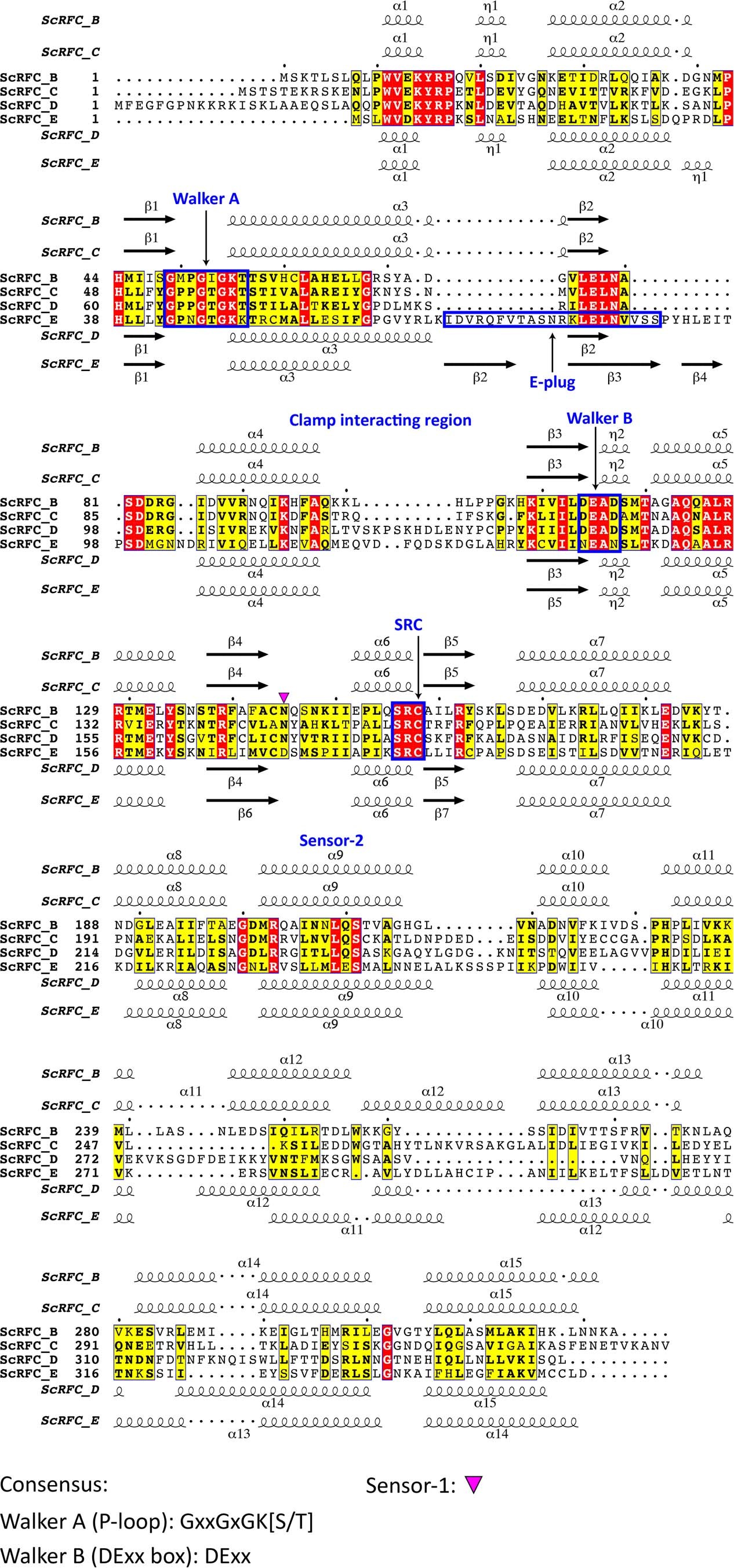 Extended Data Fig. 7: Structure-based sequence alignment of S.c. Rfc2–5.