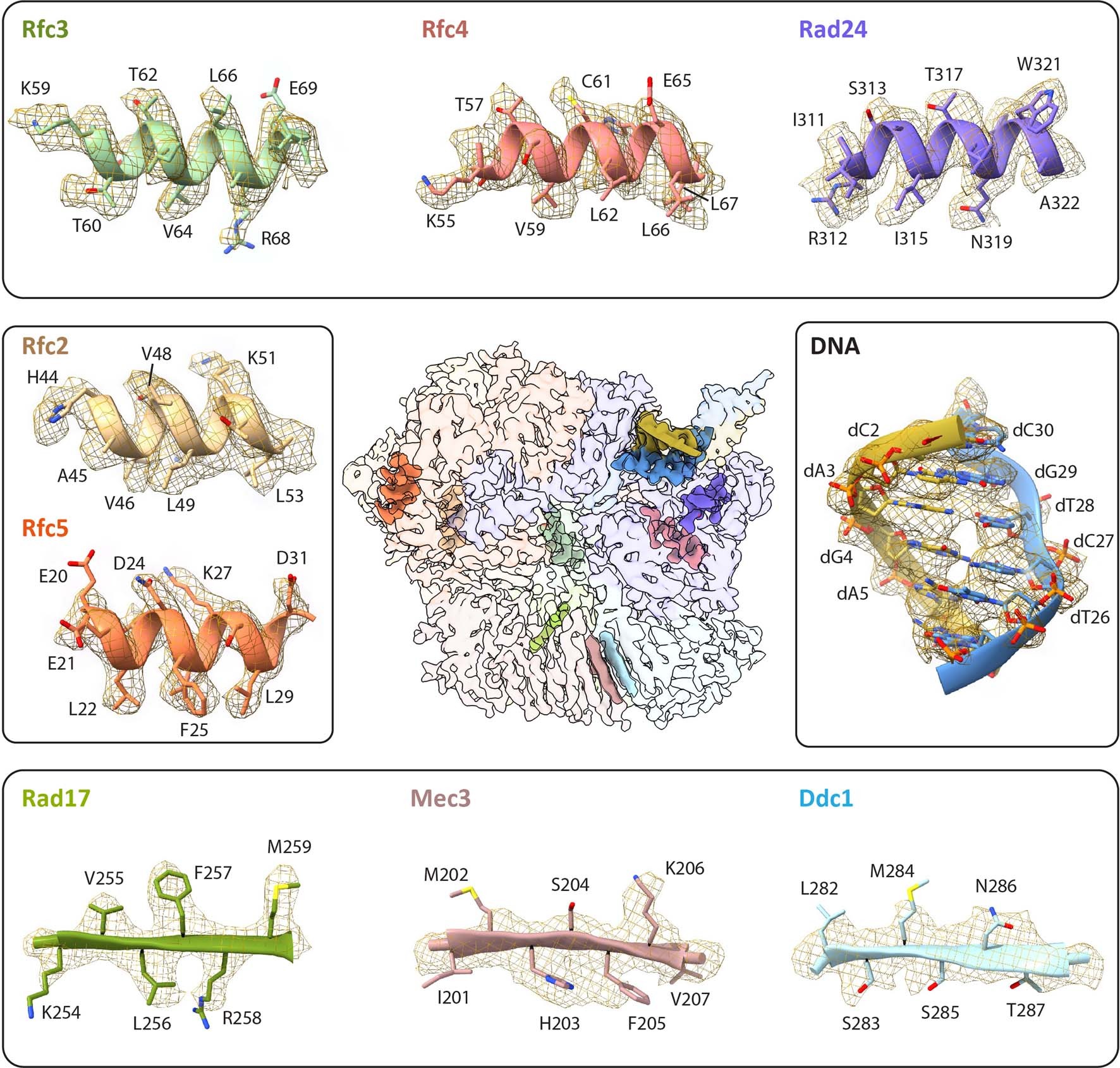 Extended Data Fig. 4: Fitting of the atomic model with the EM density in selected regions of the Rad24-RFC–9-1-1 clamp–DNA complex 3D maps.