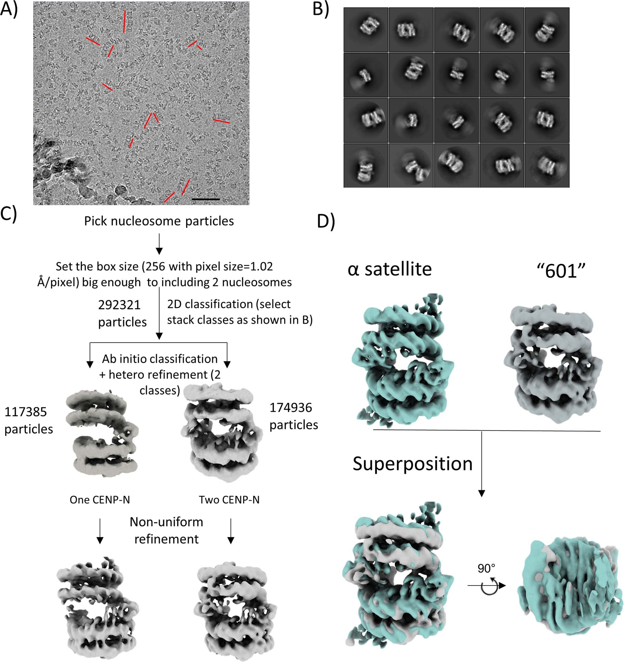 Extended Data Fig. 3: CryoEM analysis of CENP-N mediated stacks of CENP-A mono-nucleosomes reconstituted with 601 DNA.
