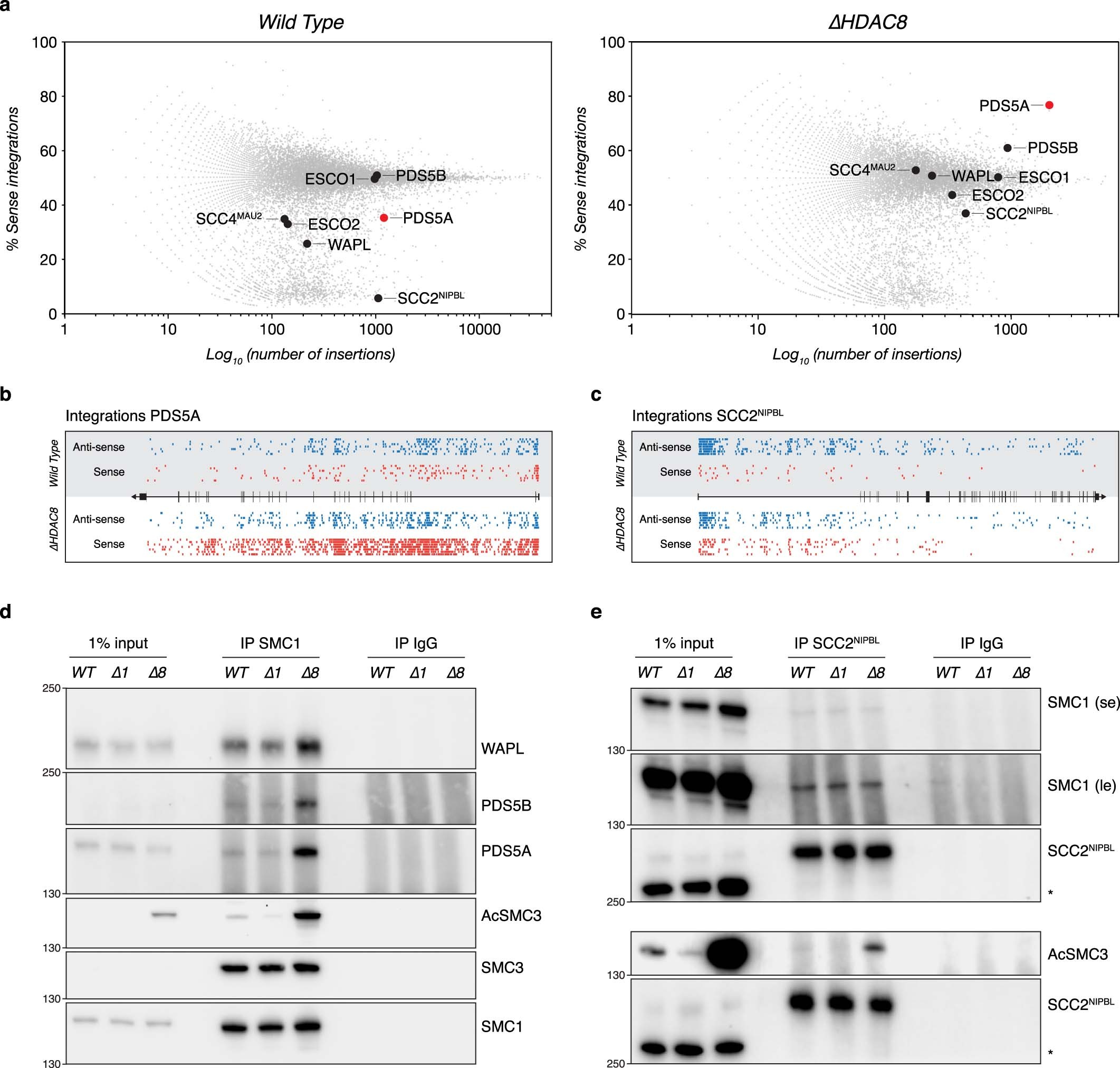 Extended Data Fig. 3: Haploid genetic screen in ∆HDAC8 cells.