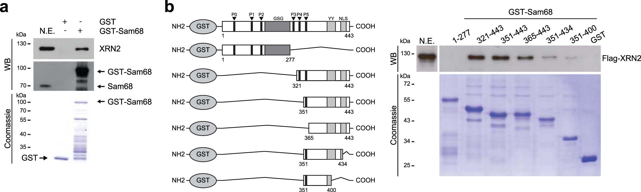 Extended Data Fig. 2: XRN2 physically interacts with Sam68 (Related to Fig. 1).
