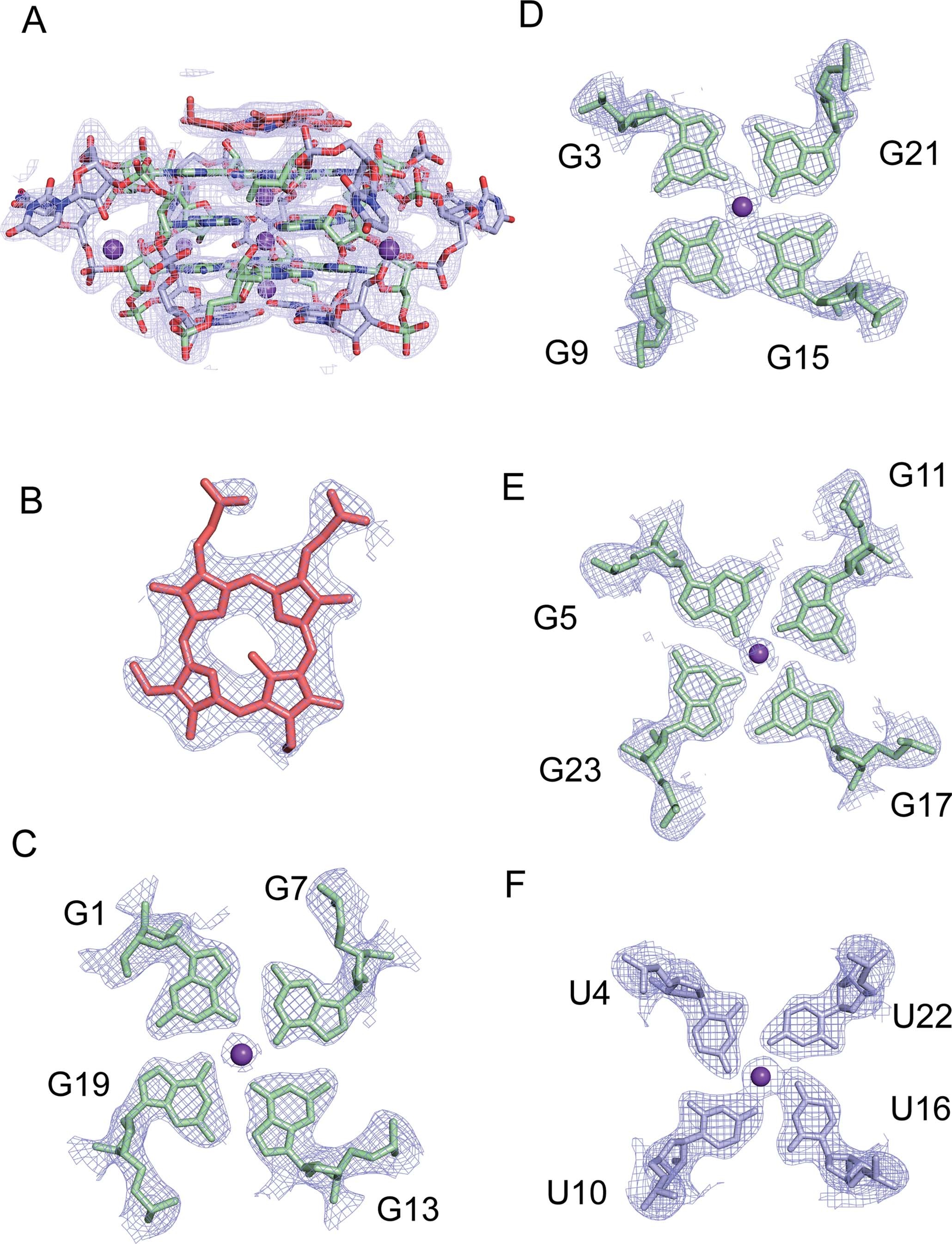 Extended Data Fig. 5: Electron density map for (GU)12-NMM.