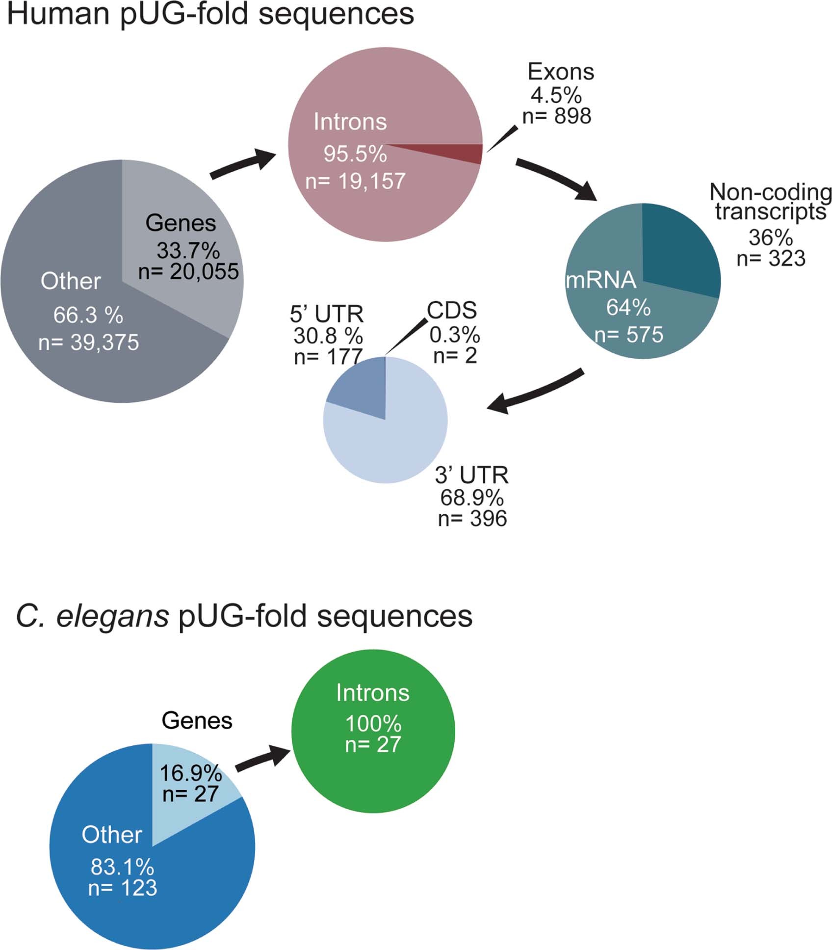 Extended Data Fig. 9: Number and distribution pUG fold coding sequences with 11.5 or more GT repeats in the human vs C. elegans genomes.