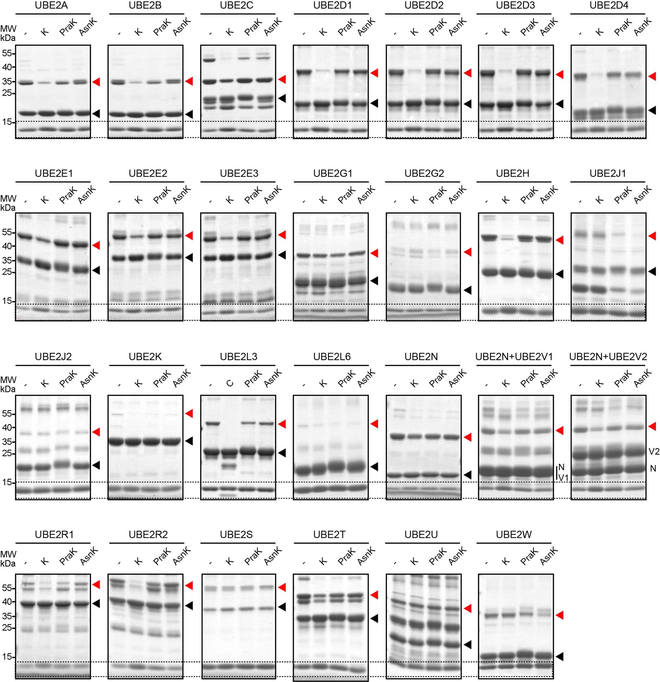 Extended Data Fig. 8