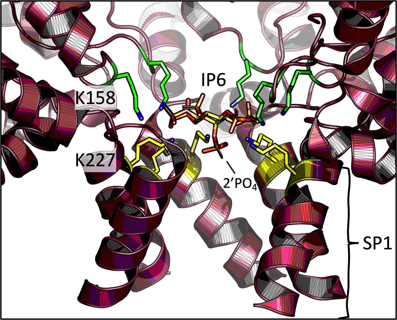 Extended Data Fig. 5: IP6 binding to immature hexamers.
