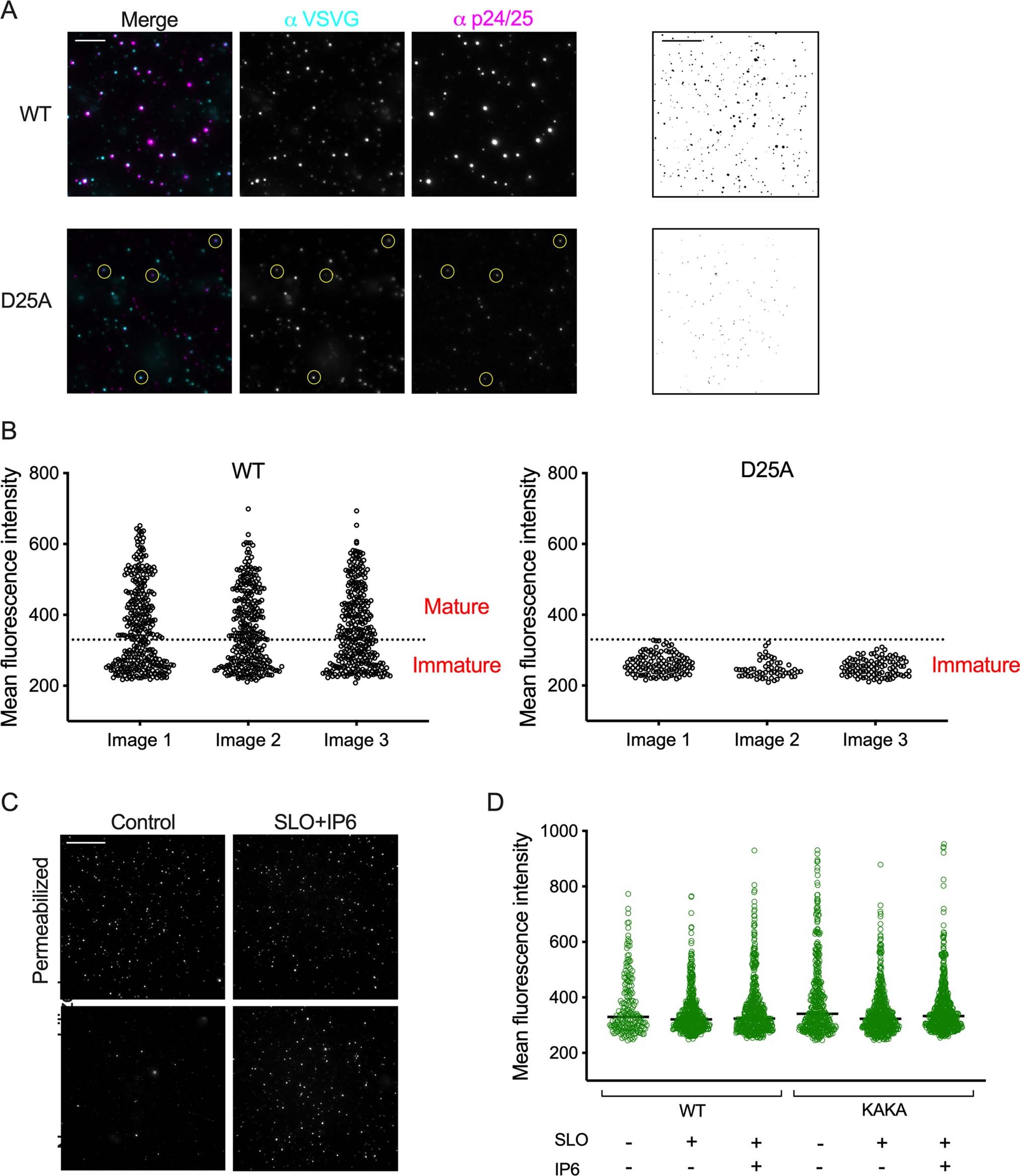 Extended Data Fig. 8: TIRF microscopy on WT or D25A protease mutant virions.