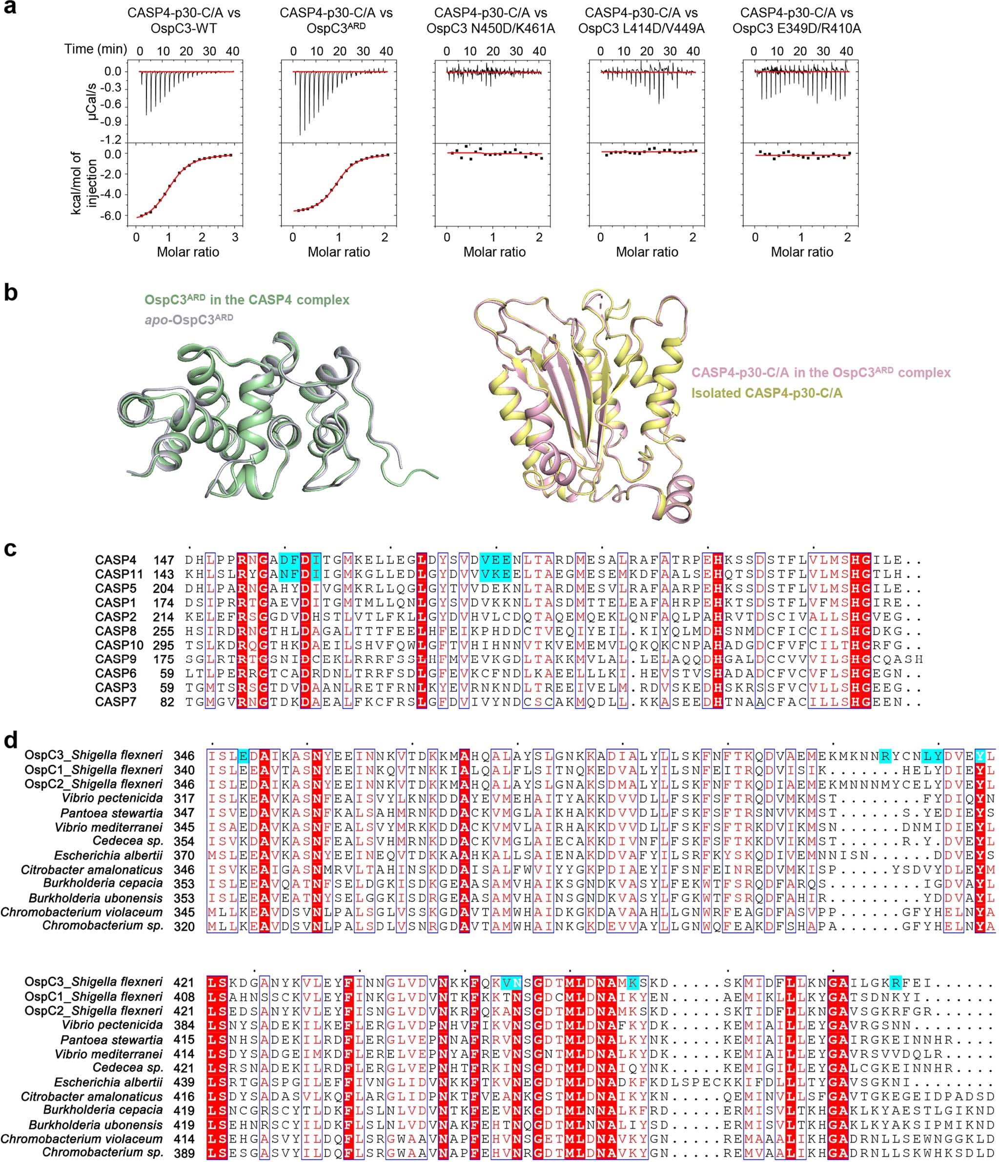Extended Data Fig. 2: Characterization of the binding between OspC3ARD and caspase-4.
