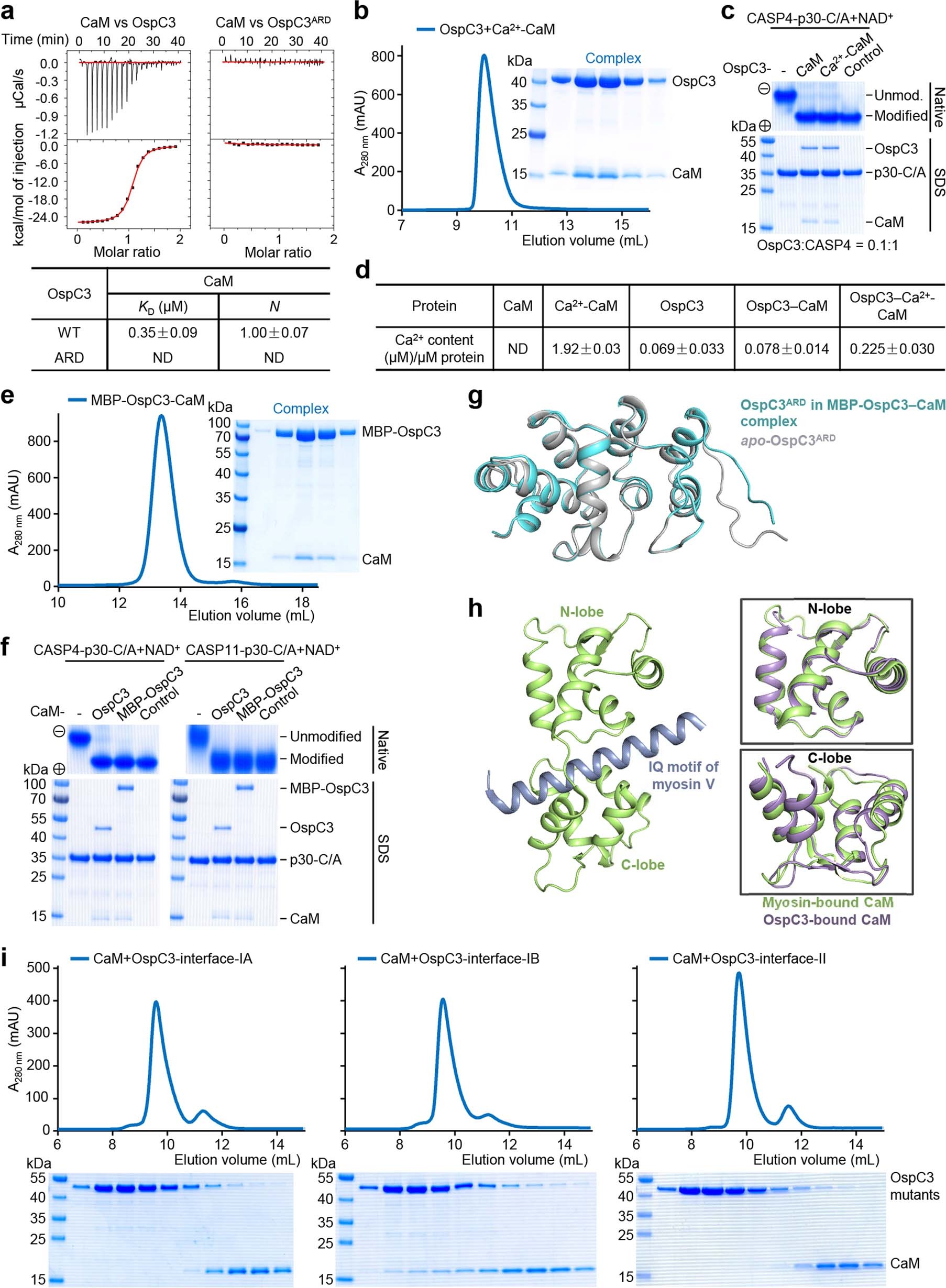 Extended Data Fig. 3: Biochemical property and structural mechanism of CaM interaction with OspC3.