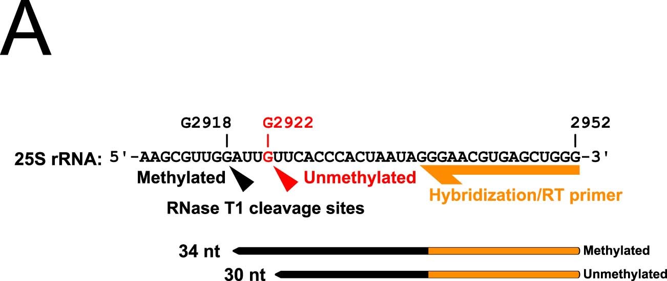 Extended Data Fig. 3: Schematic of primer extension probing 2′-O-methylation at G2922.