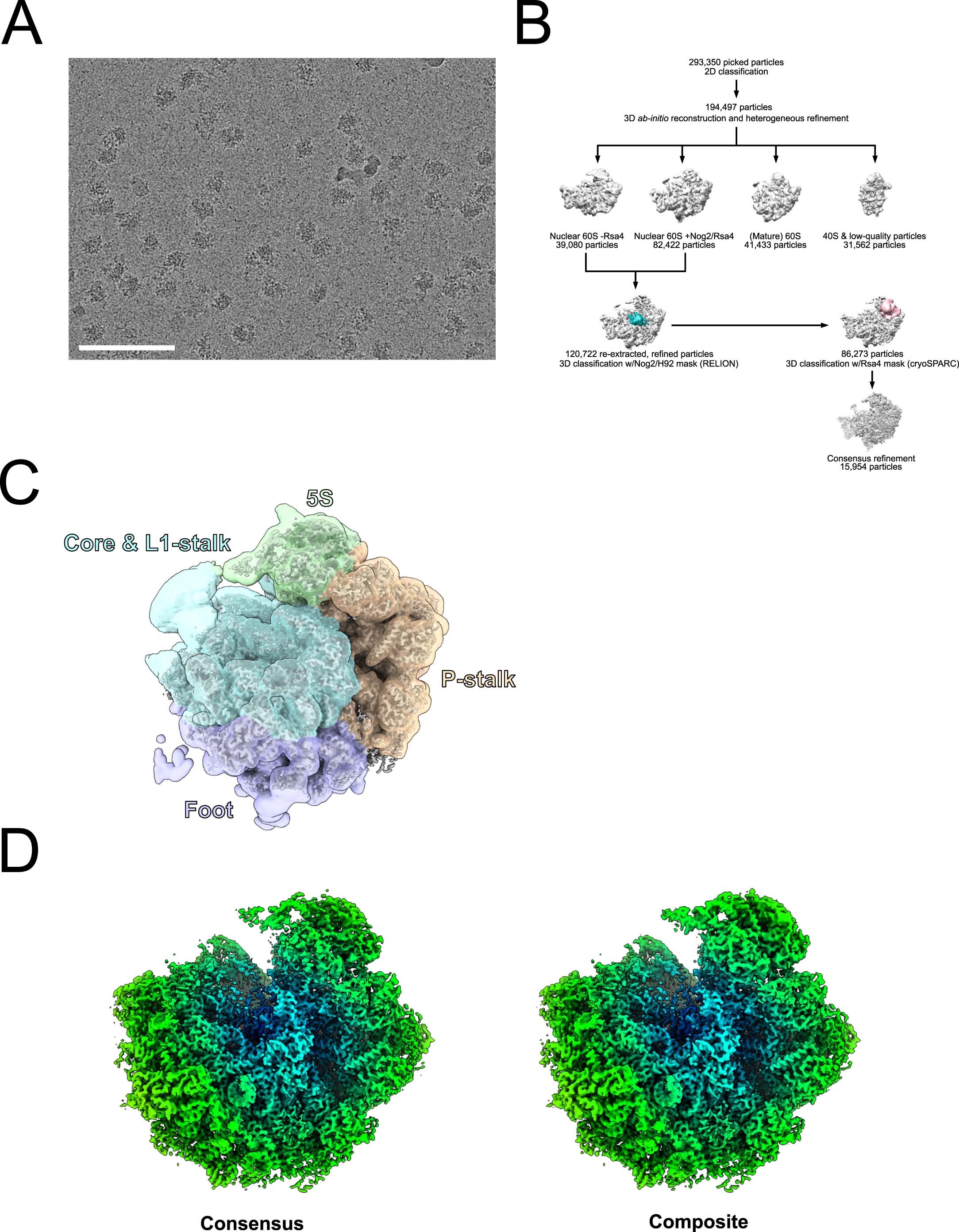 Extended Data Fig. 5: Details of cryo-EM data collection and processing.