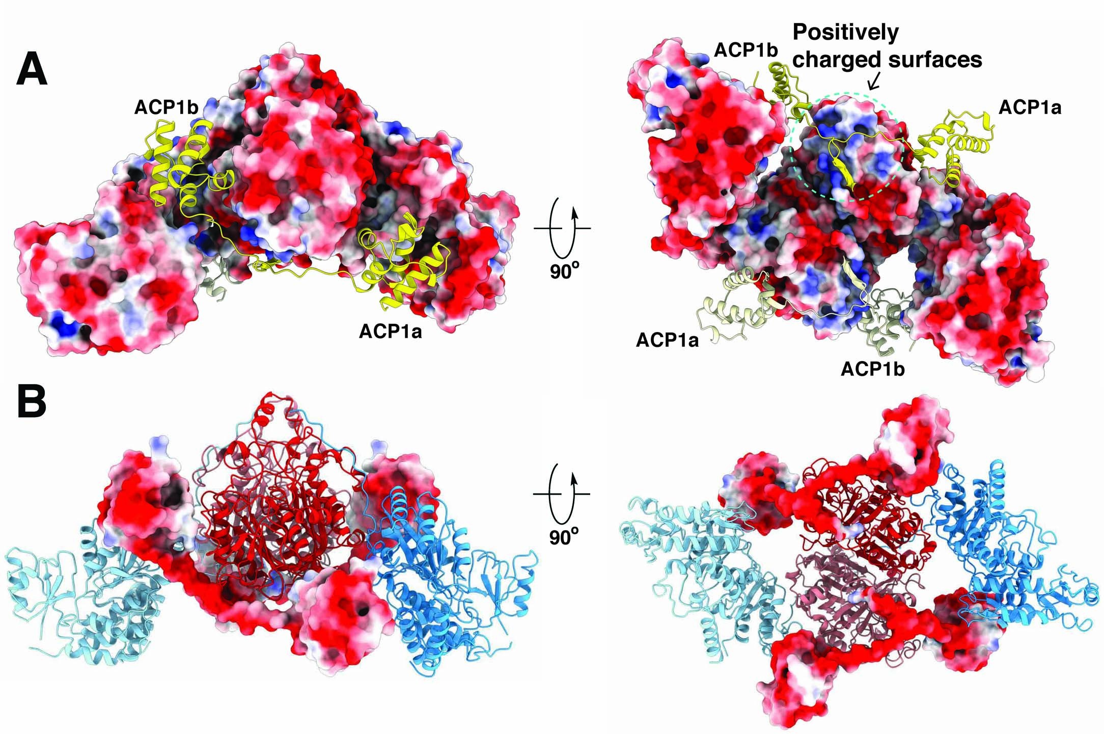 Extended Data Fig. 3: Electrostatic surface rendering of ACP1-KS-AT domains.