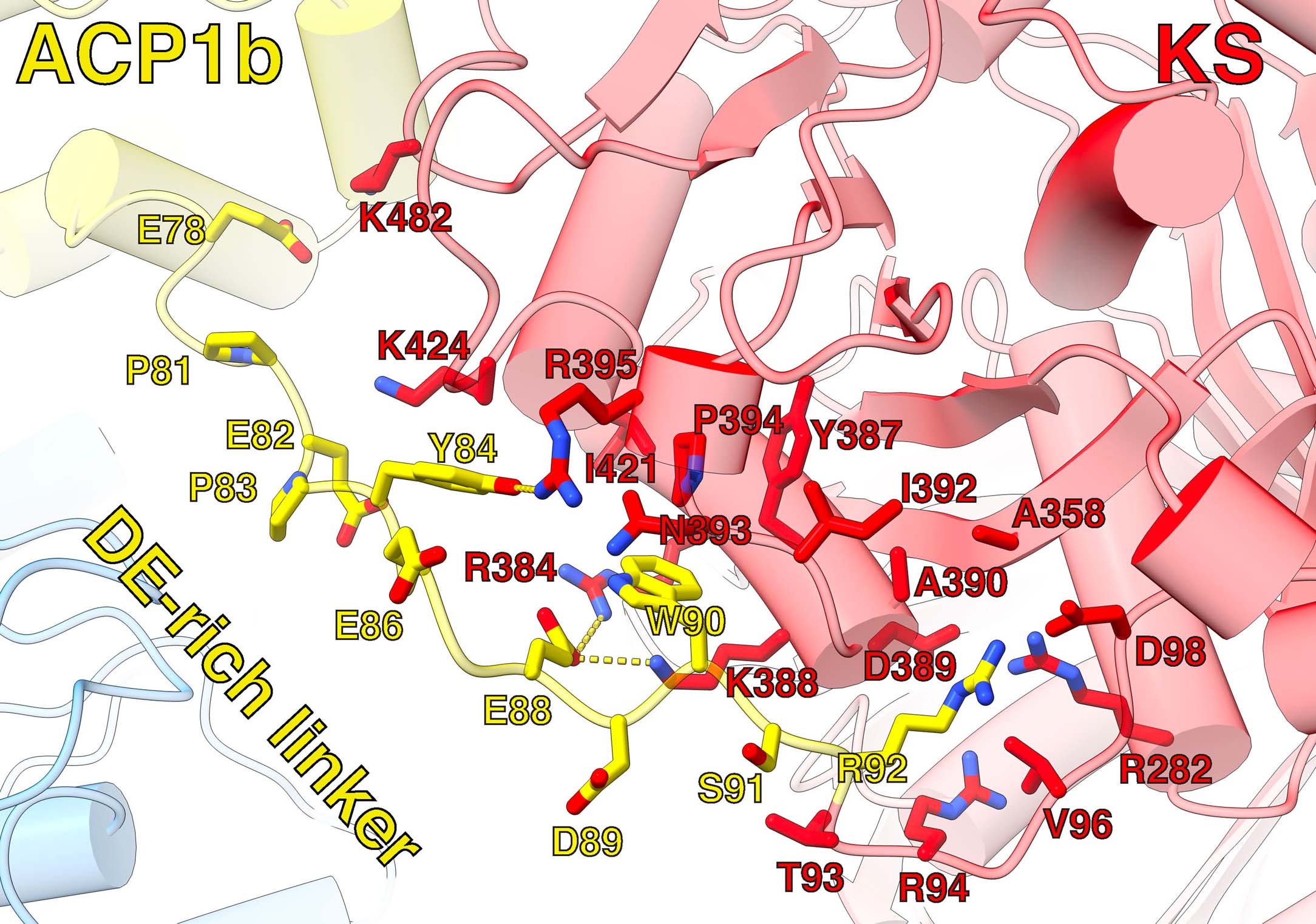 Extended Data Fig. 5: Interfacing residues between DE-rich linker and KS domain in ACP1b position.