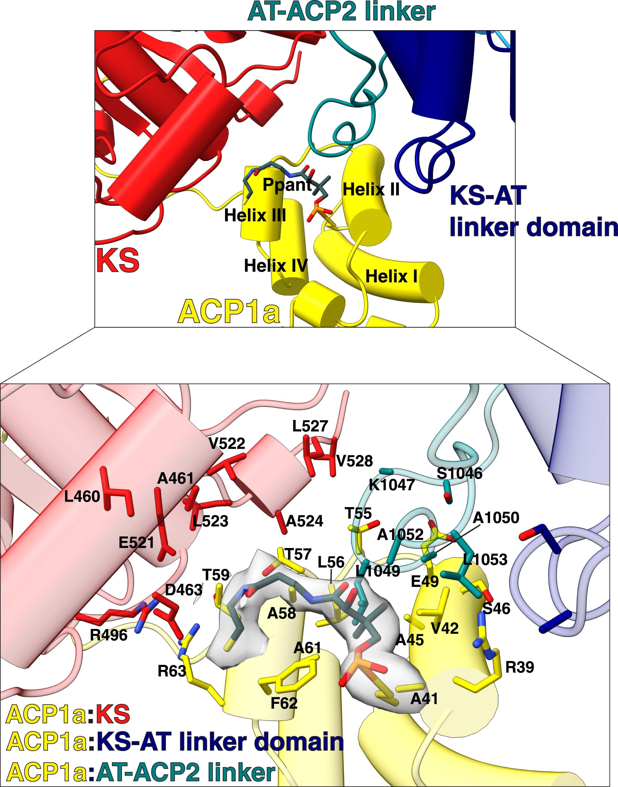 Extended Data Fig. 6: ACP1a interaction with KS, KS-AT linker domain, and AT-ACP2 linker.