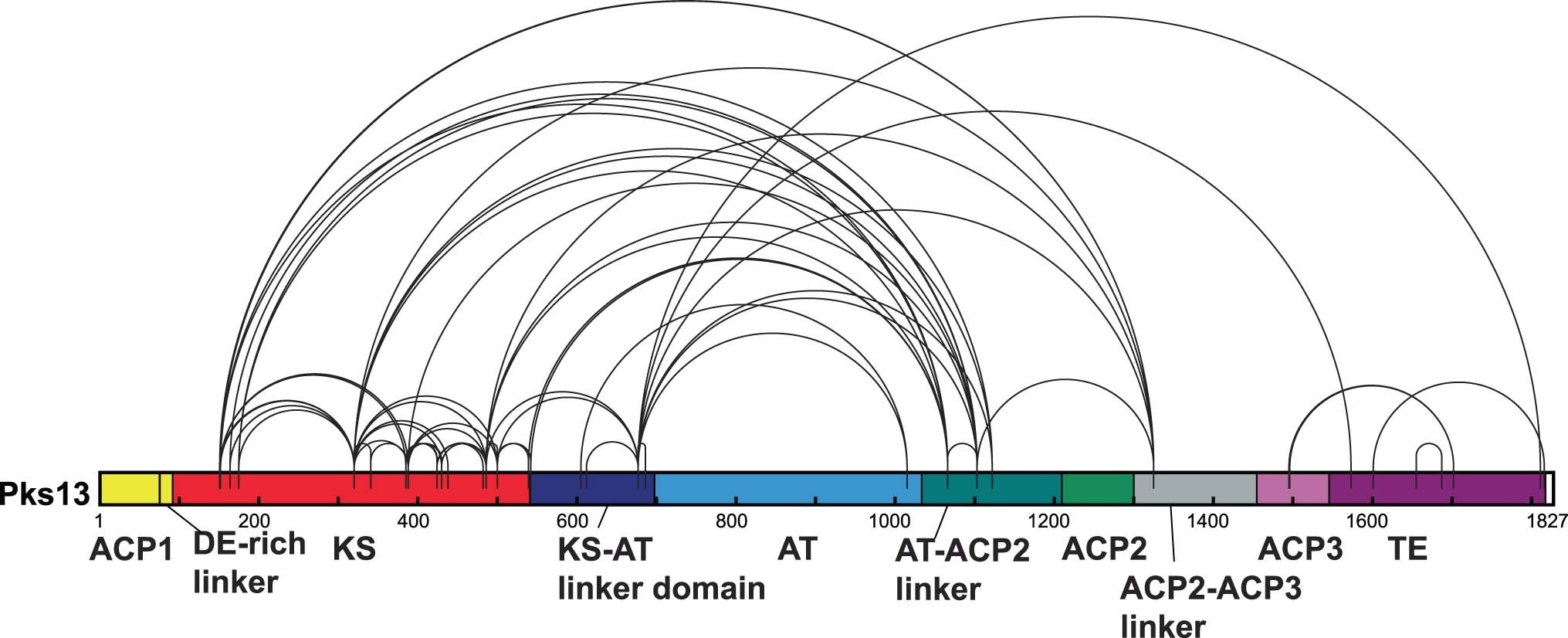 Extended Data Fig. 9: Linkage map depicting all unique K-K linkages of DSSO cross-linked Pks13.