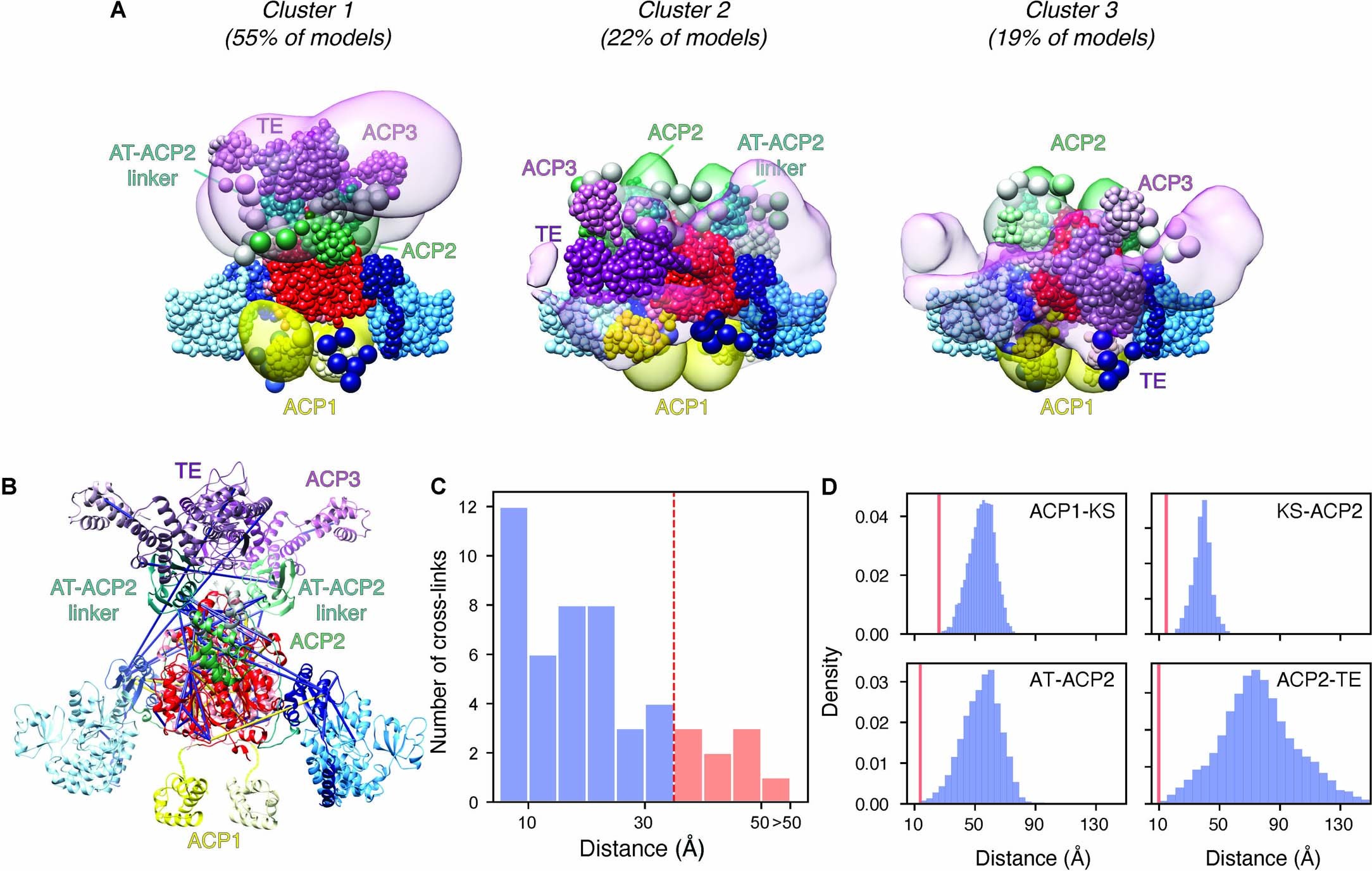 Extended Data Fig. 10: Integrative structure modeling of the full-length Pks13 dimer.