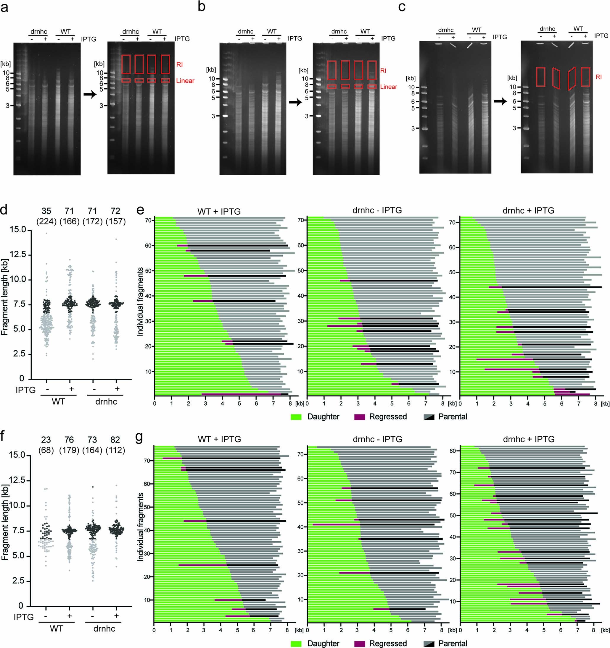 Extended Data Fig. 5: Replication forks stall and reverse while facing a transcription-replication conflict (TRC) in Bacillus subtilis (additional biological replicates).
