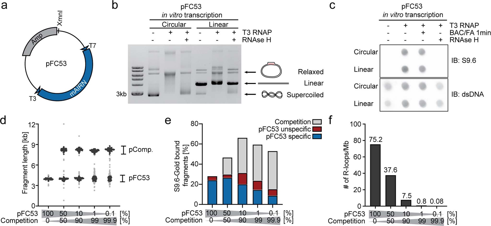 Extended Data Fig. 1: Direct visualization of in vitro-generated R-loops using Electron Microscopy (EM).