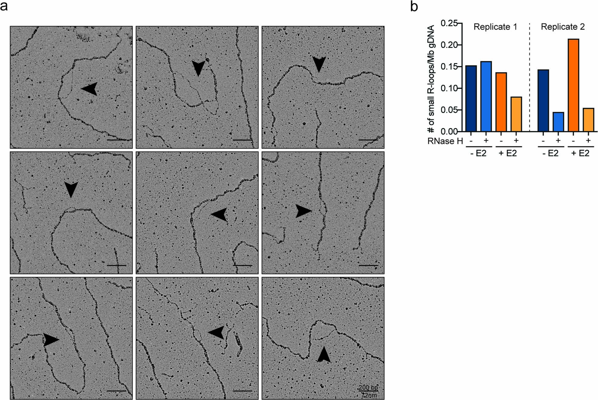Extended Data Fig. 3: EM-based visualization and quantification of R-loops on human genomic DNA upon estrogen-dependent transcriptional burst.